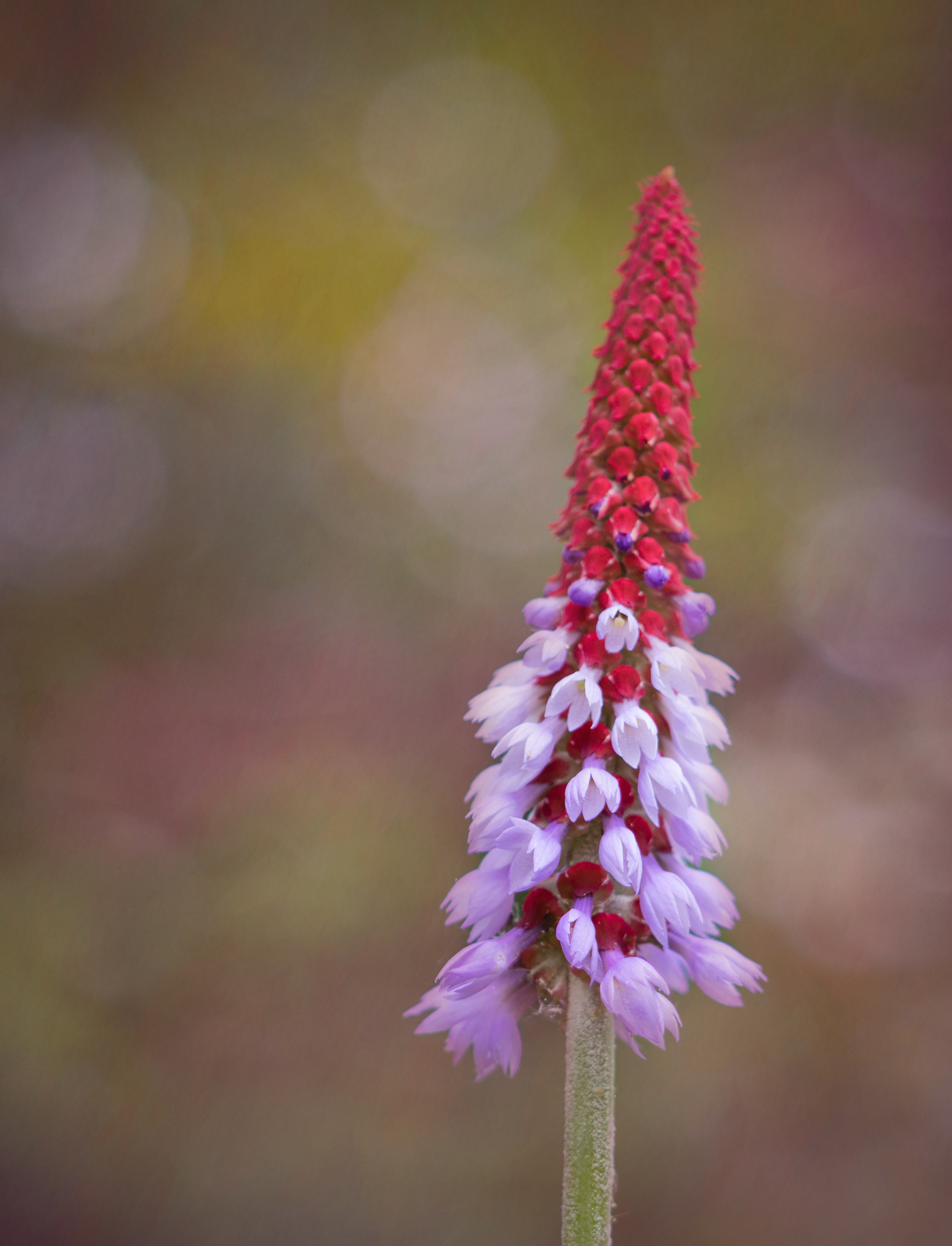 Primula at dusk
