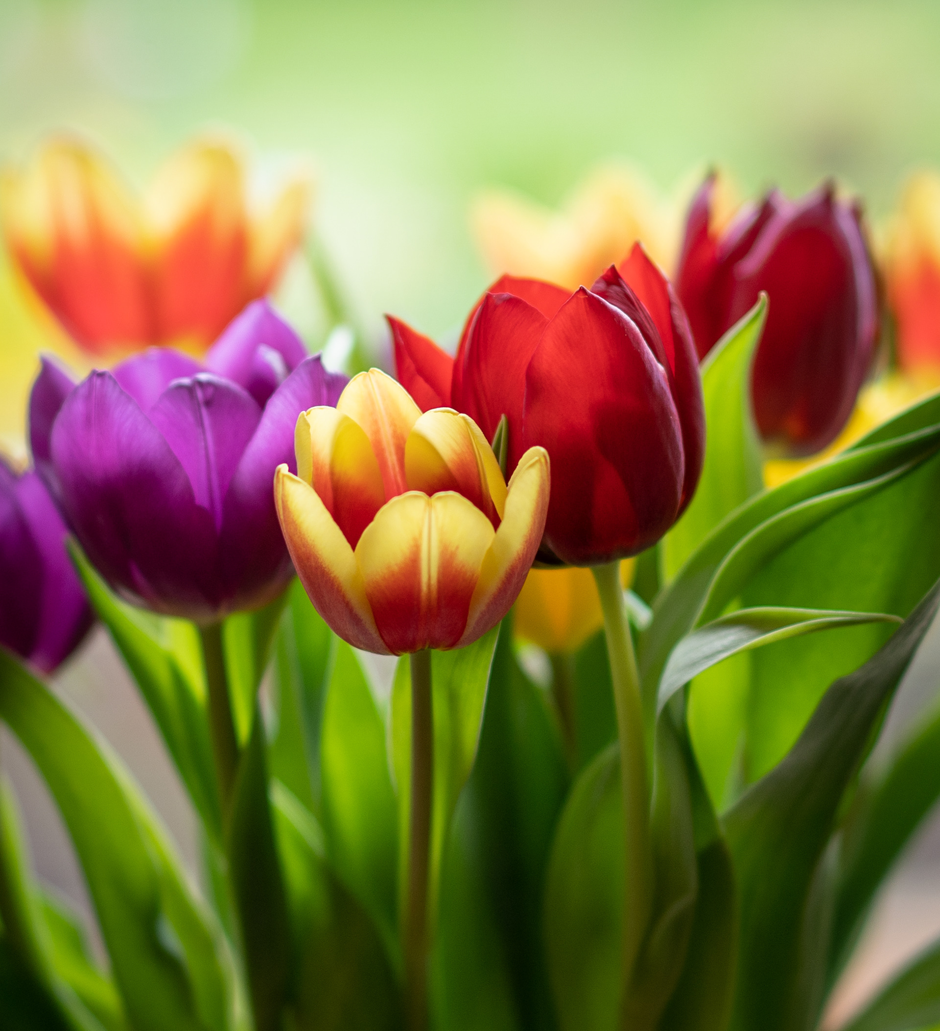 Spring tulips