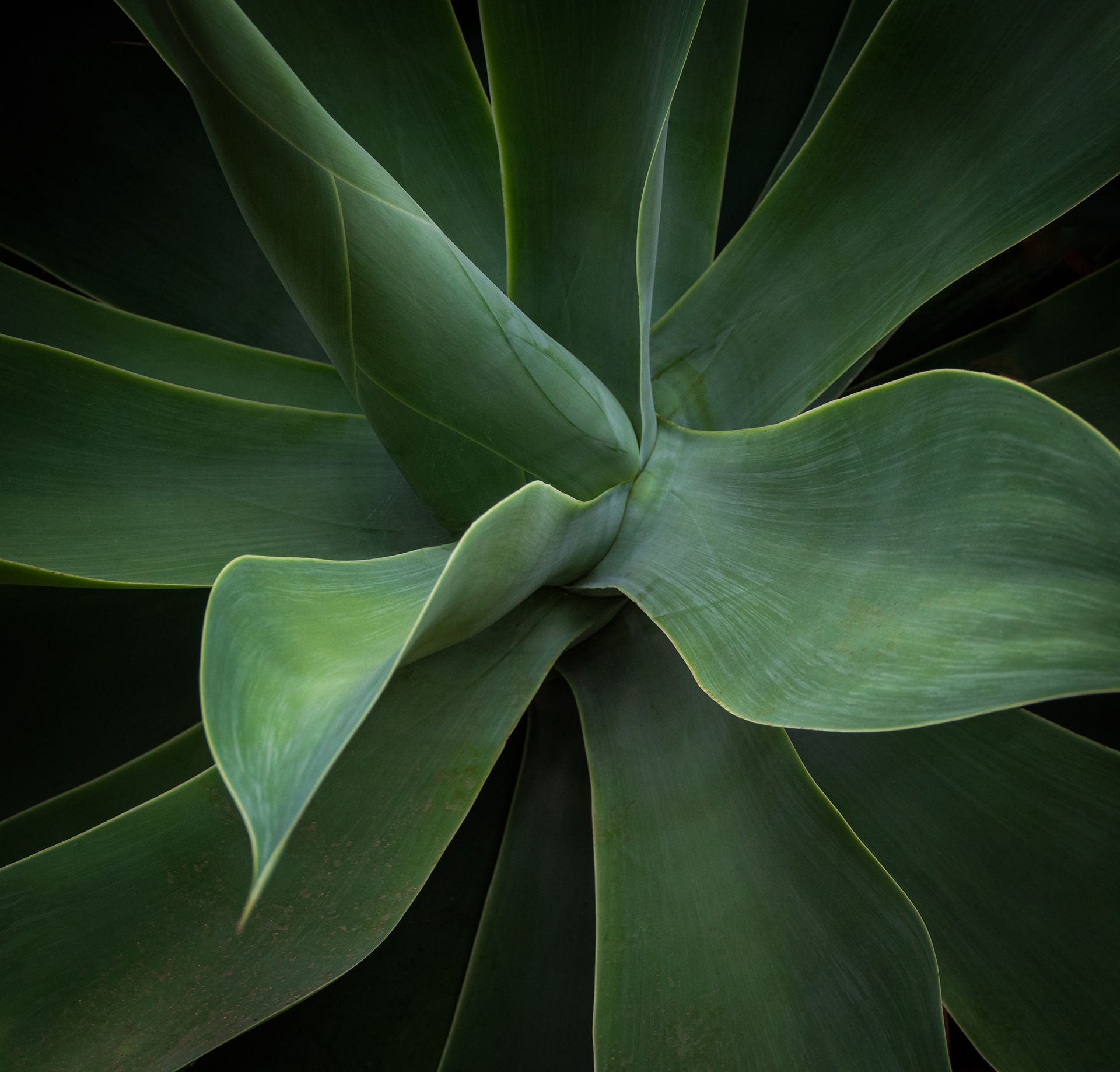 Aloe