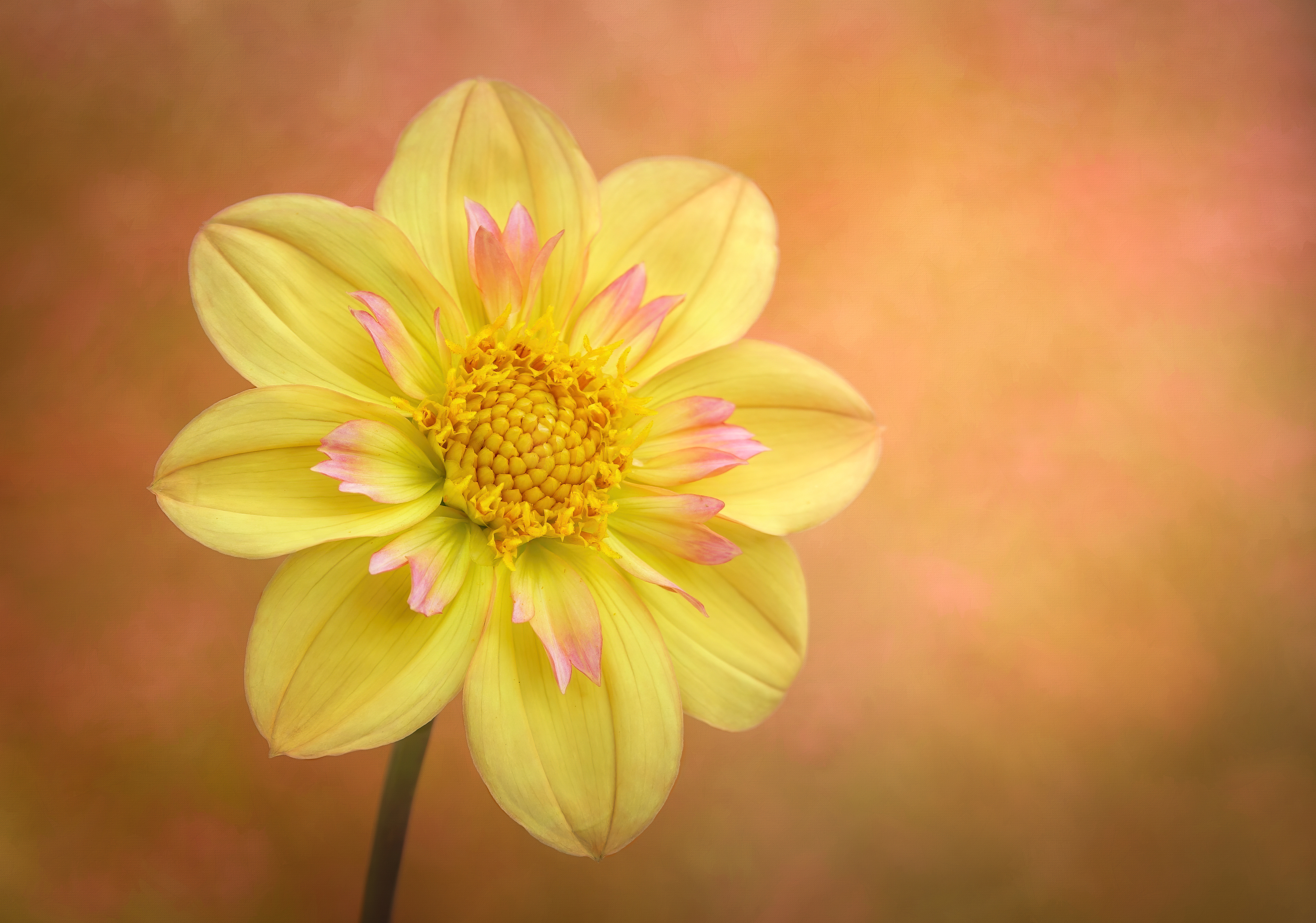 Yellow Dahlia