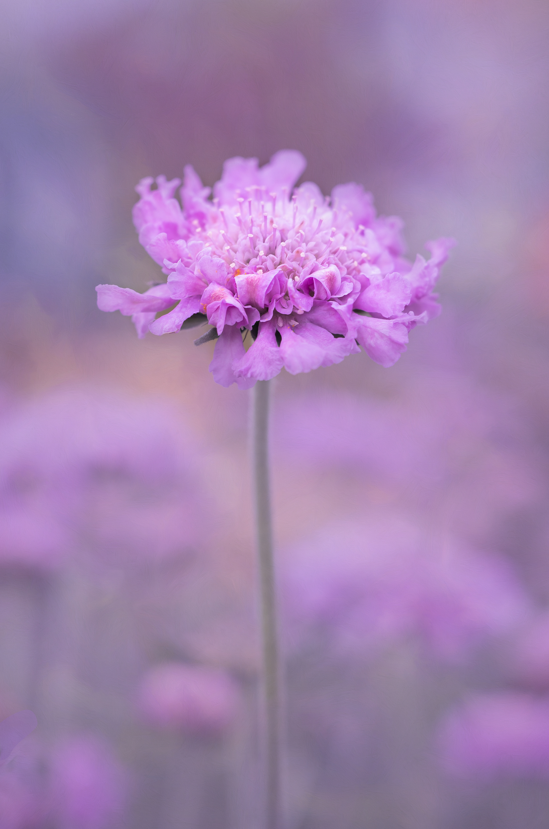 Pink scabious