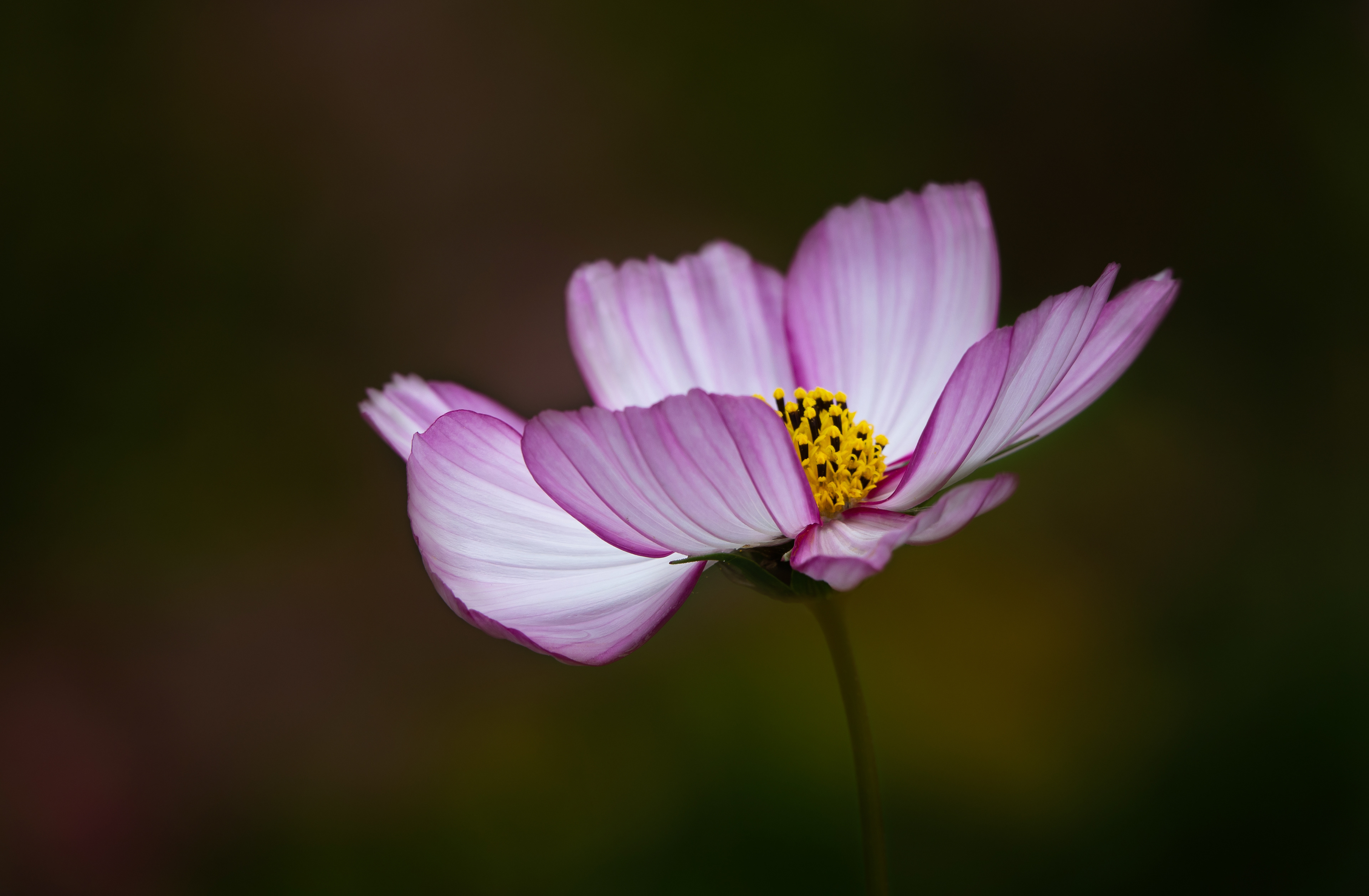 Cosmos in shade