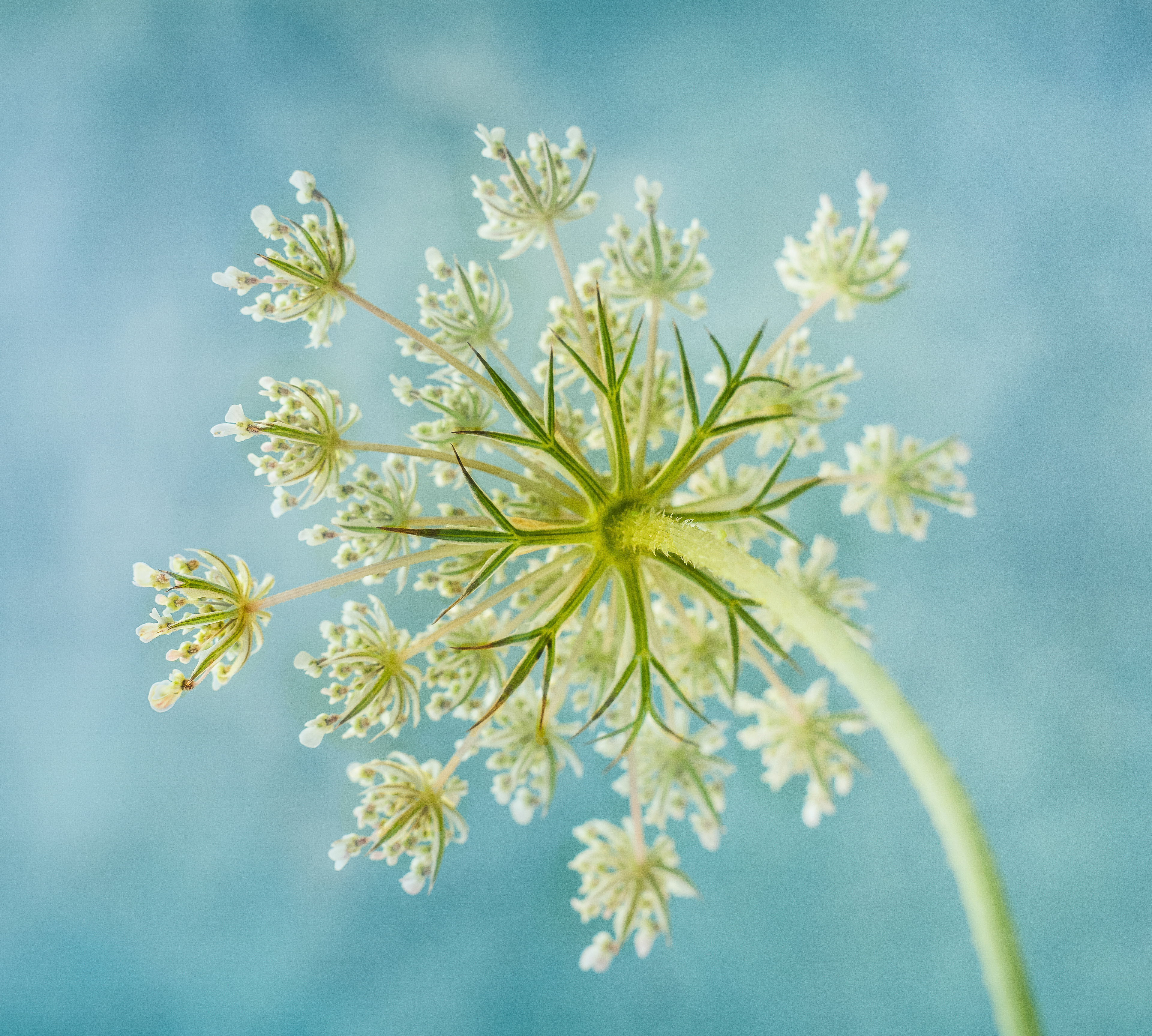 Highly Commended - International Garden Photographer of the Year 2020 - 'Square Crop'