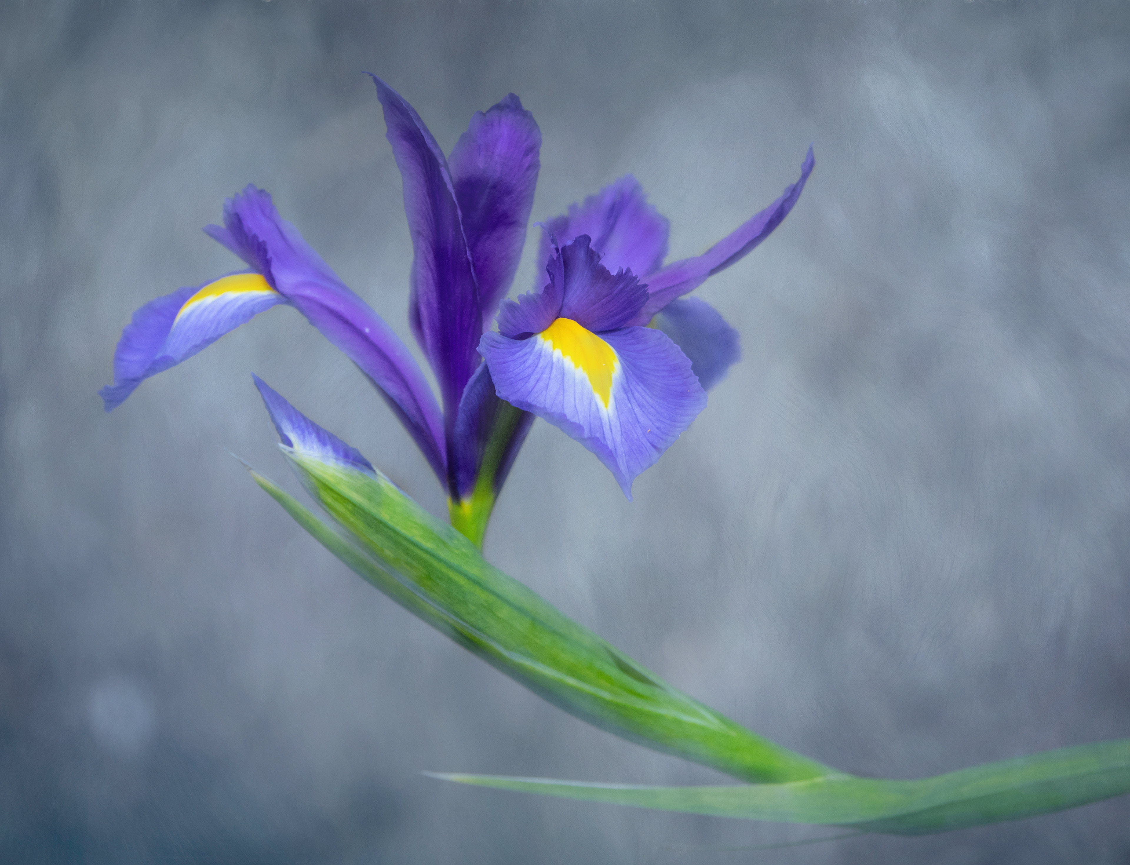 Blue iris portrait