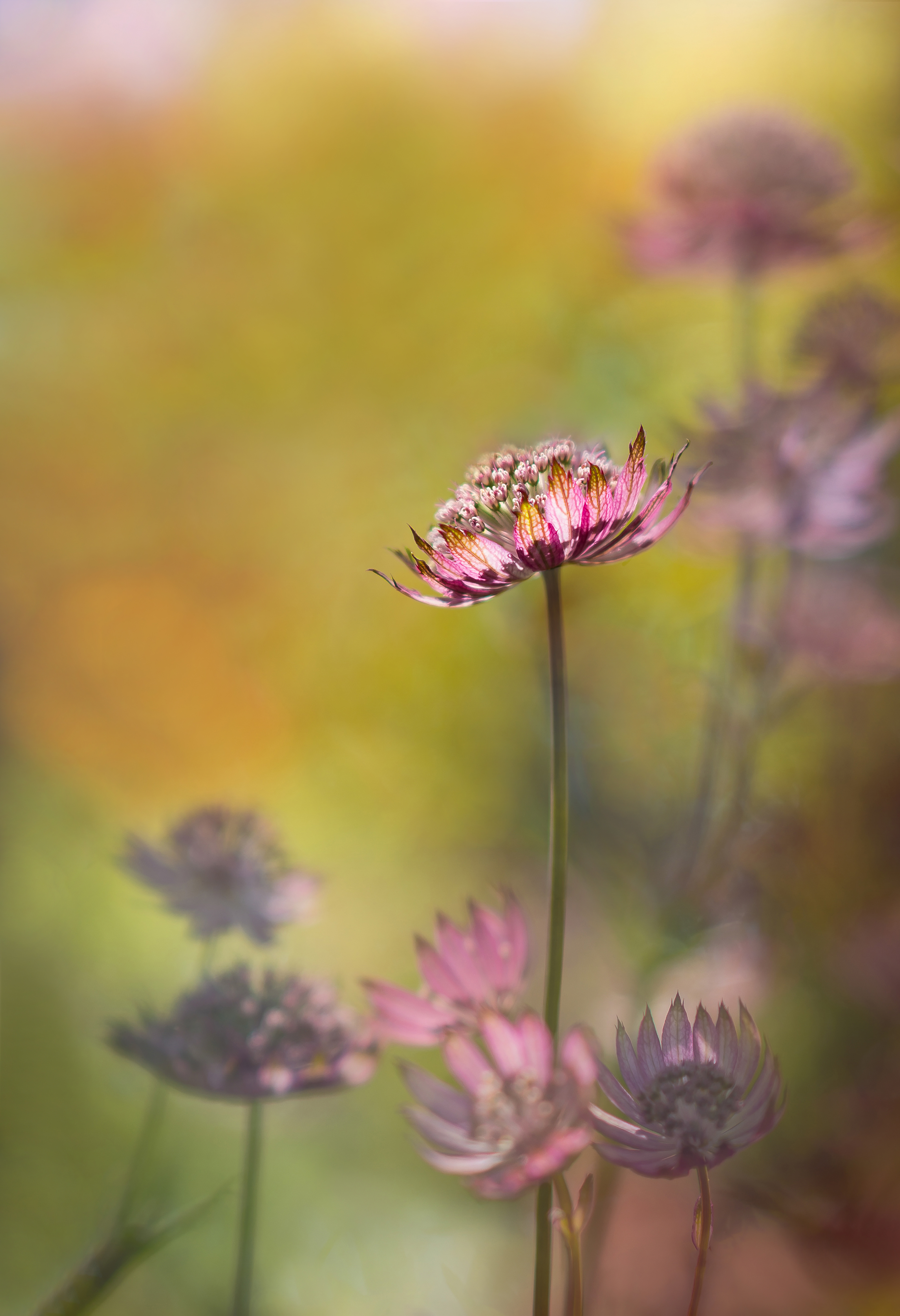 Finalist - International Garden Photographer of the Year 2020