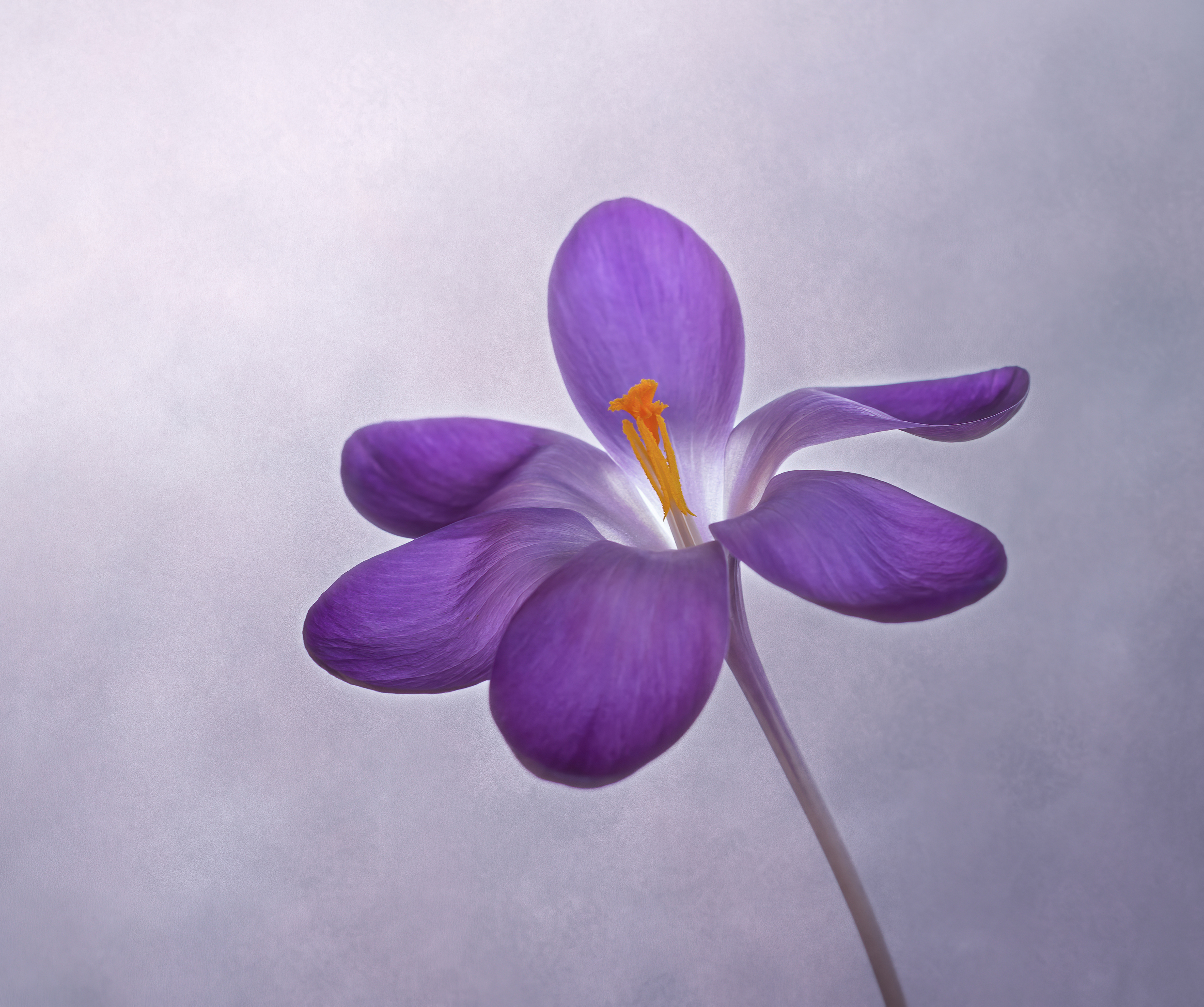 Bronze Award - The Guild of Photographers