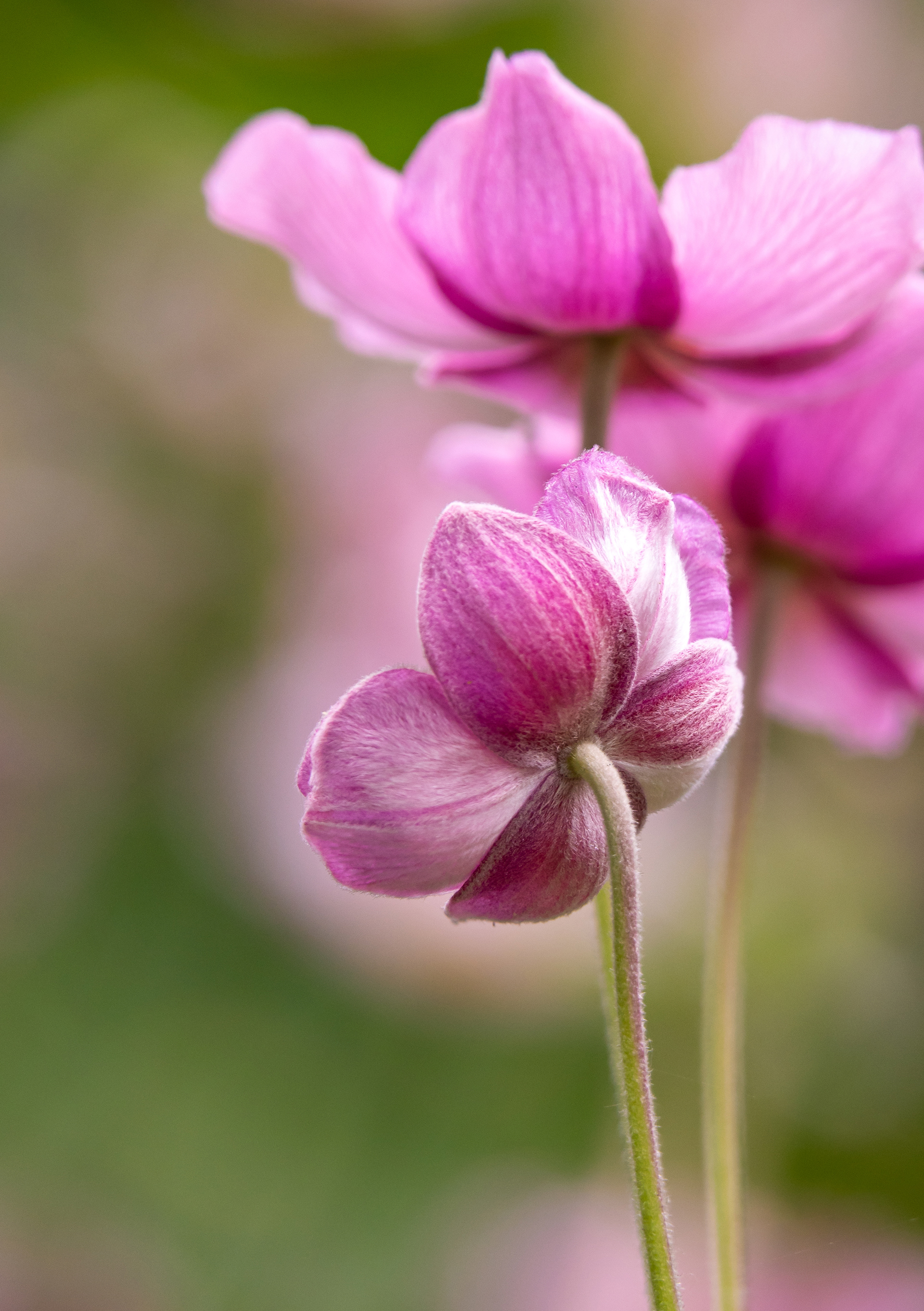 Japanese anemones