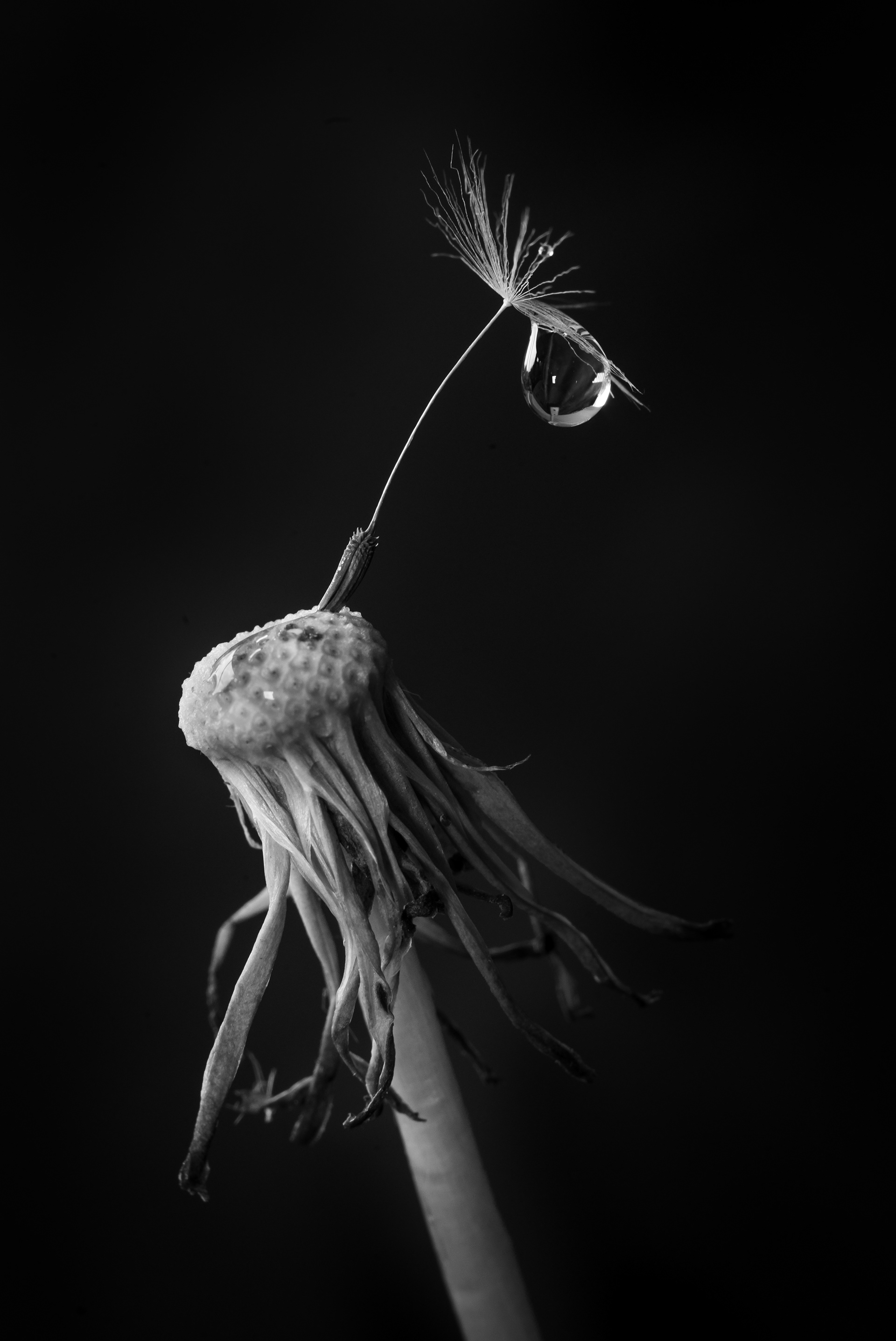 Dandelion and dewdrop
