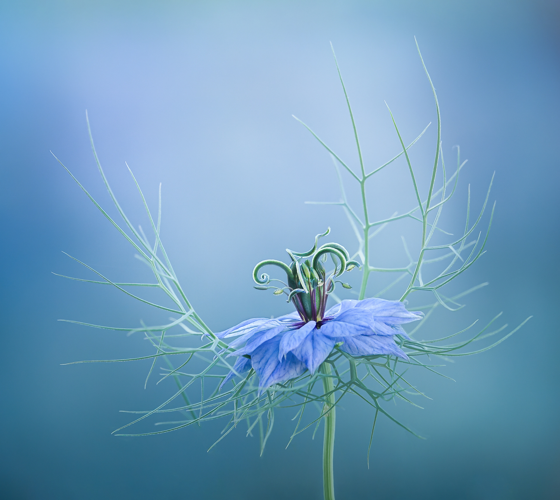 Winner of the 'Plants' category in the RHS Photography Competition 2020