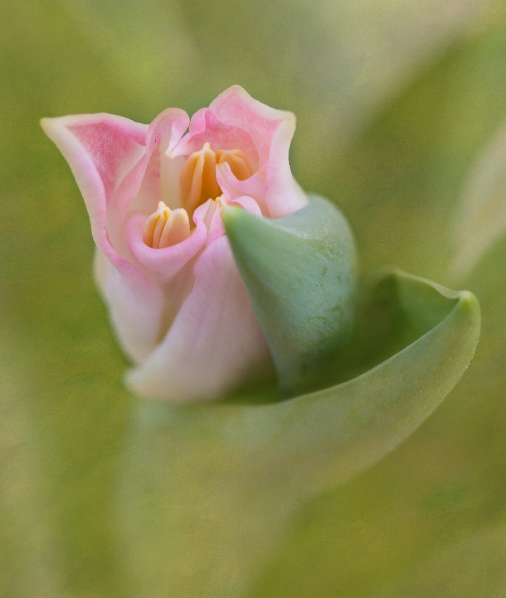 Furled tulip
