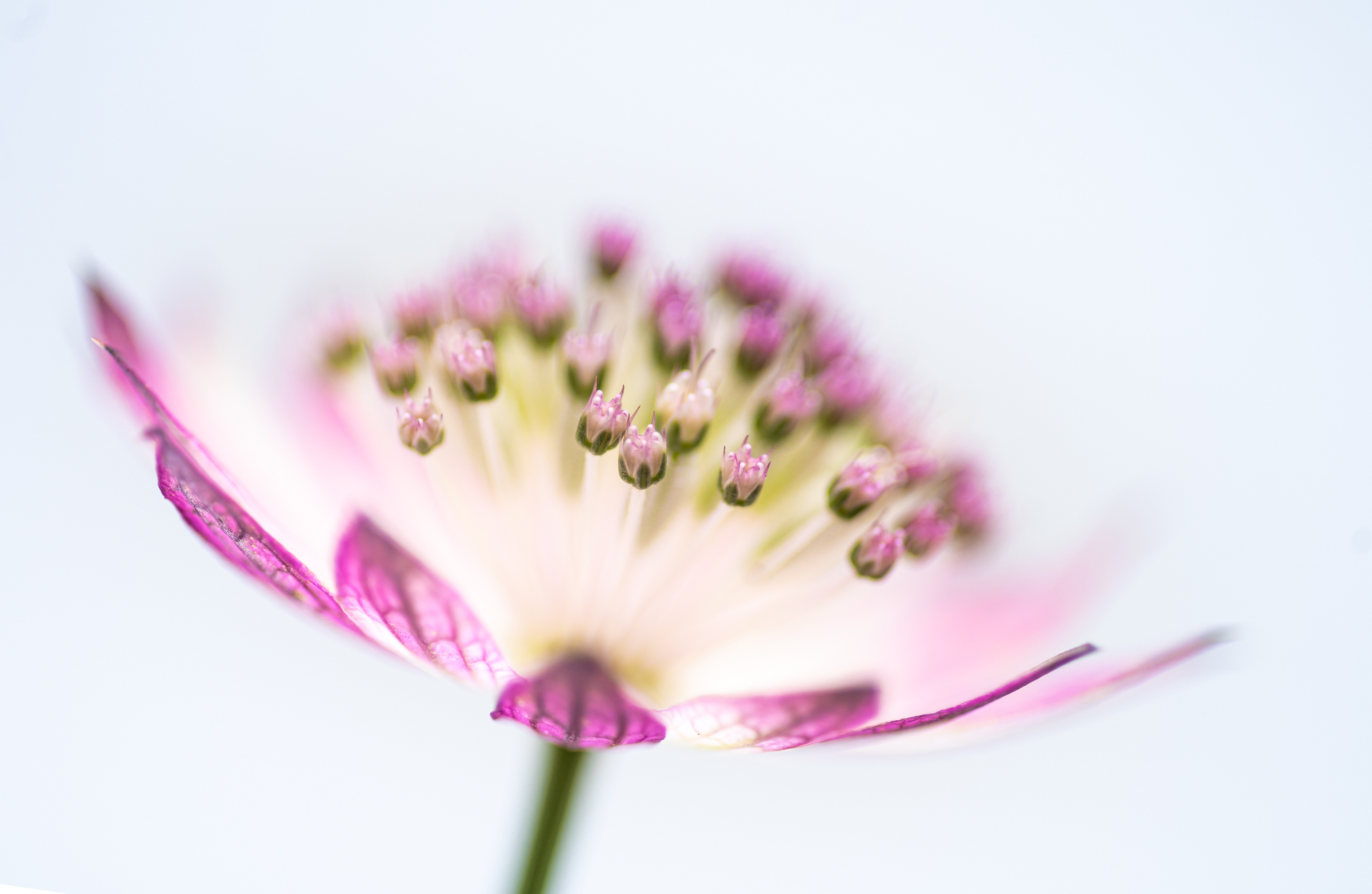 Bronze Award - The Guild of Photographers