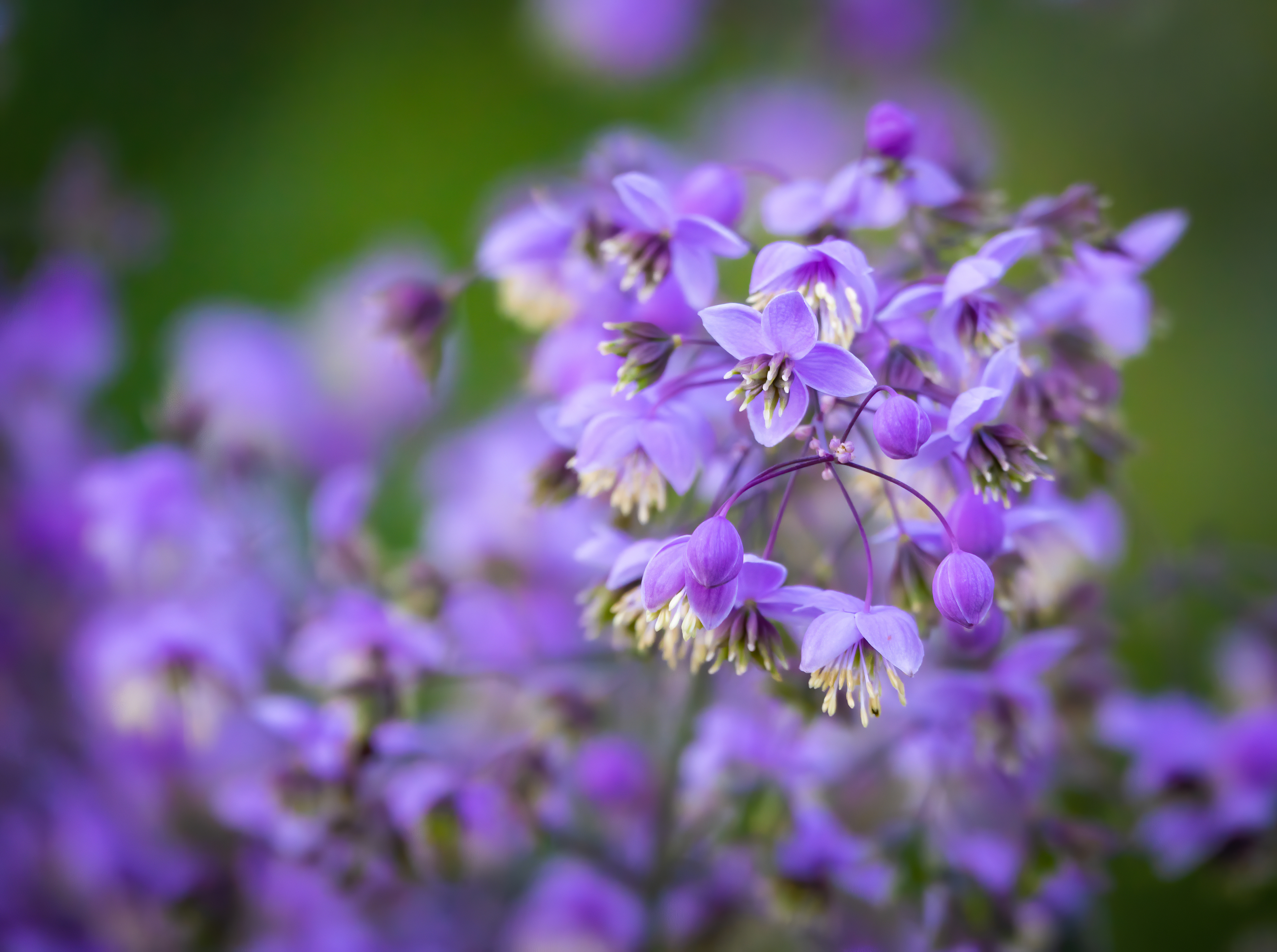 Chinese Meadow Rue