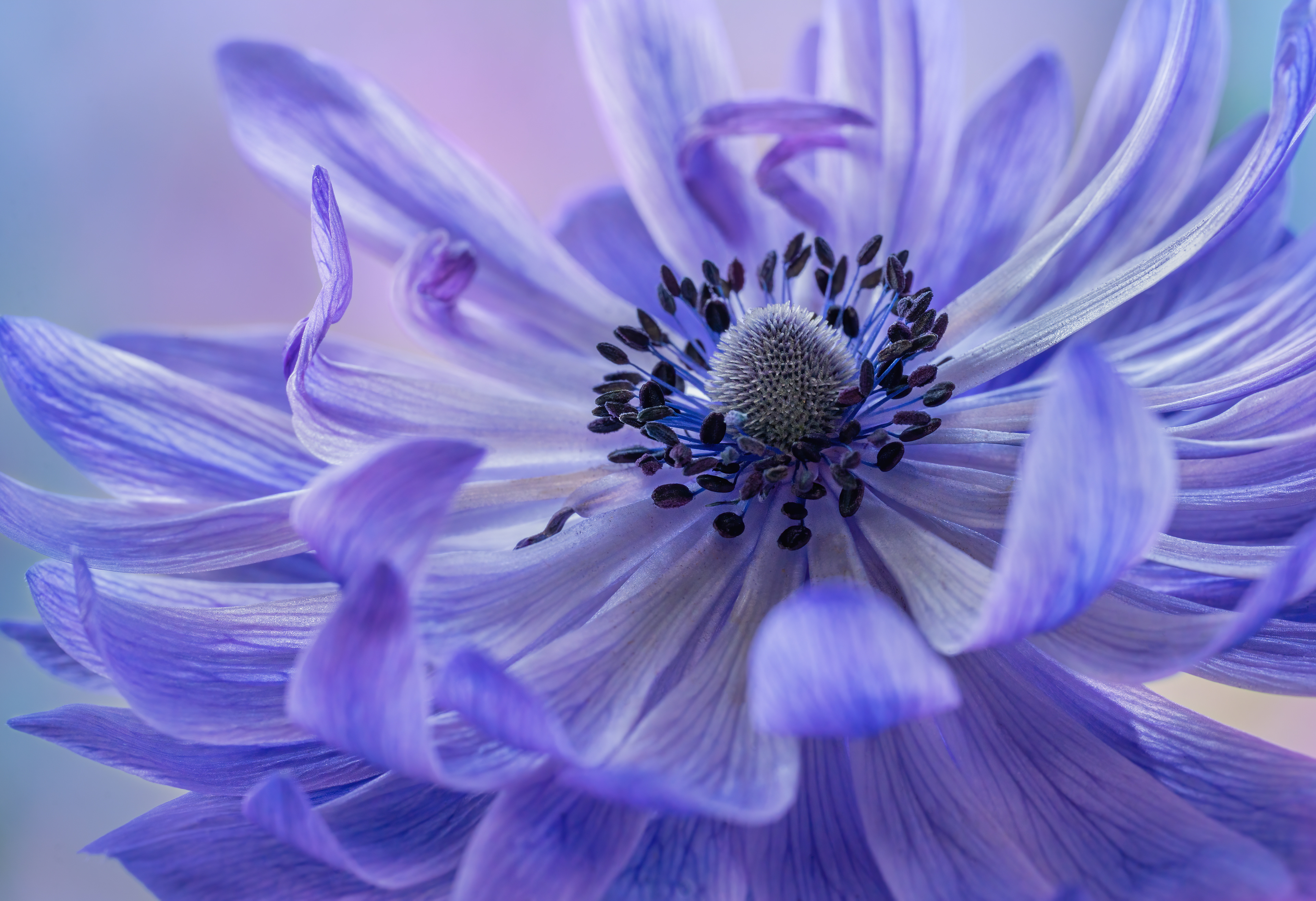 Anemone macro