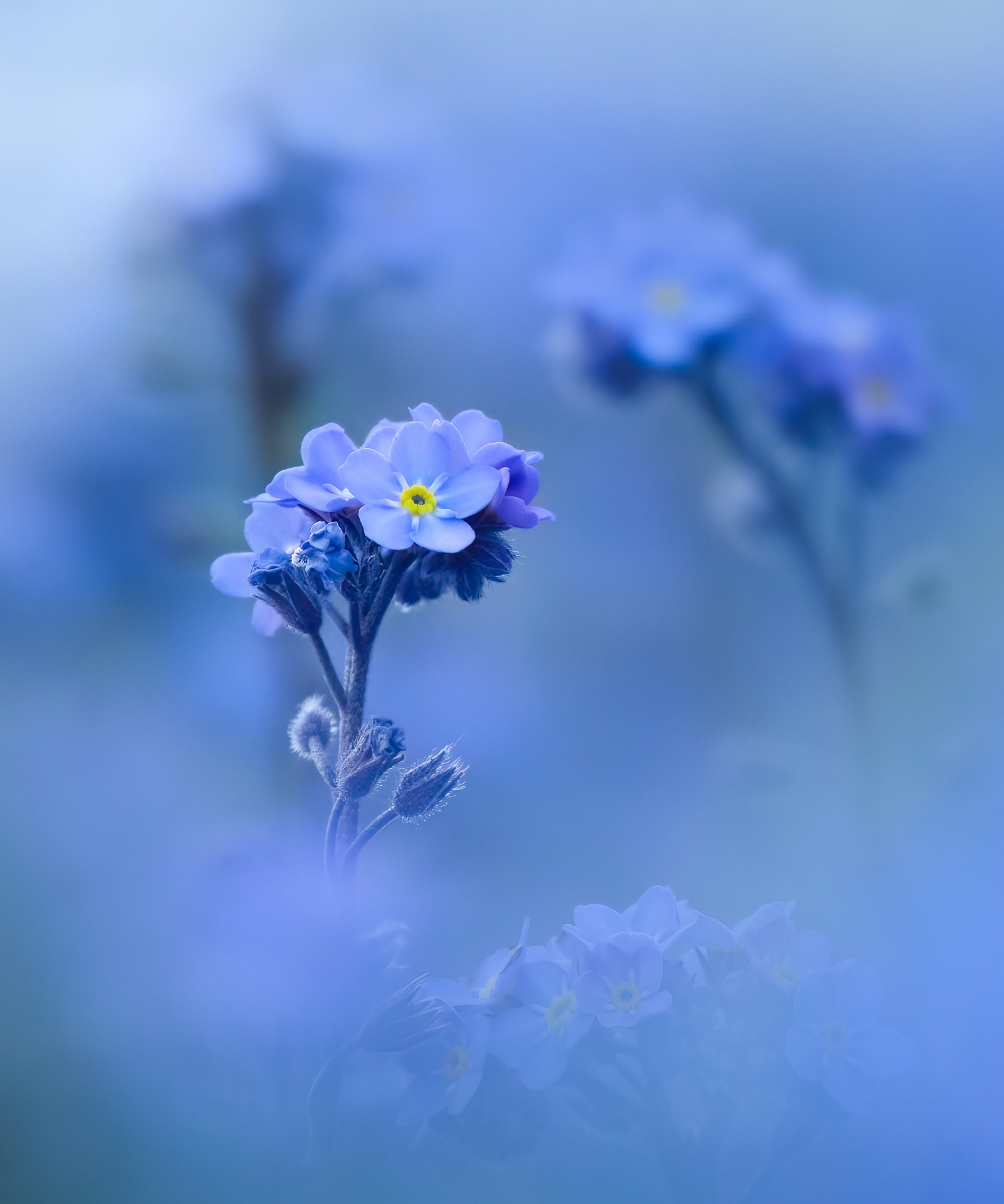 Forget-me-nots