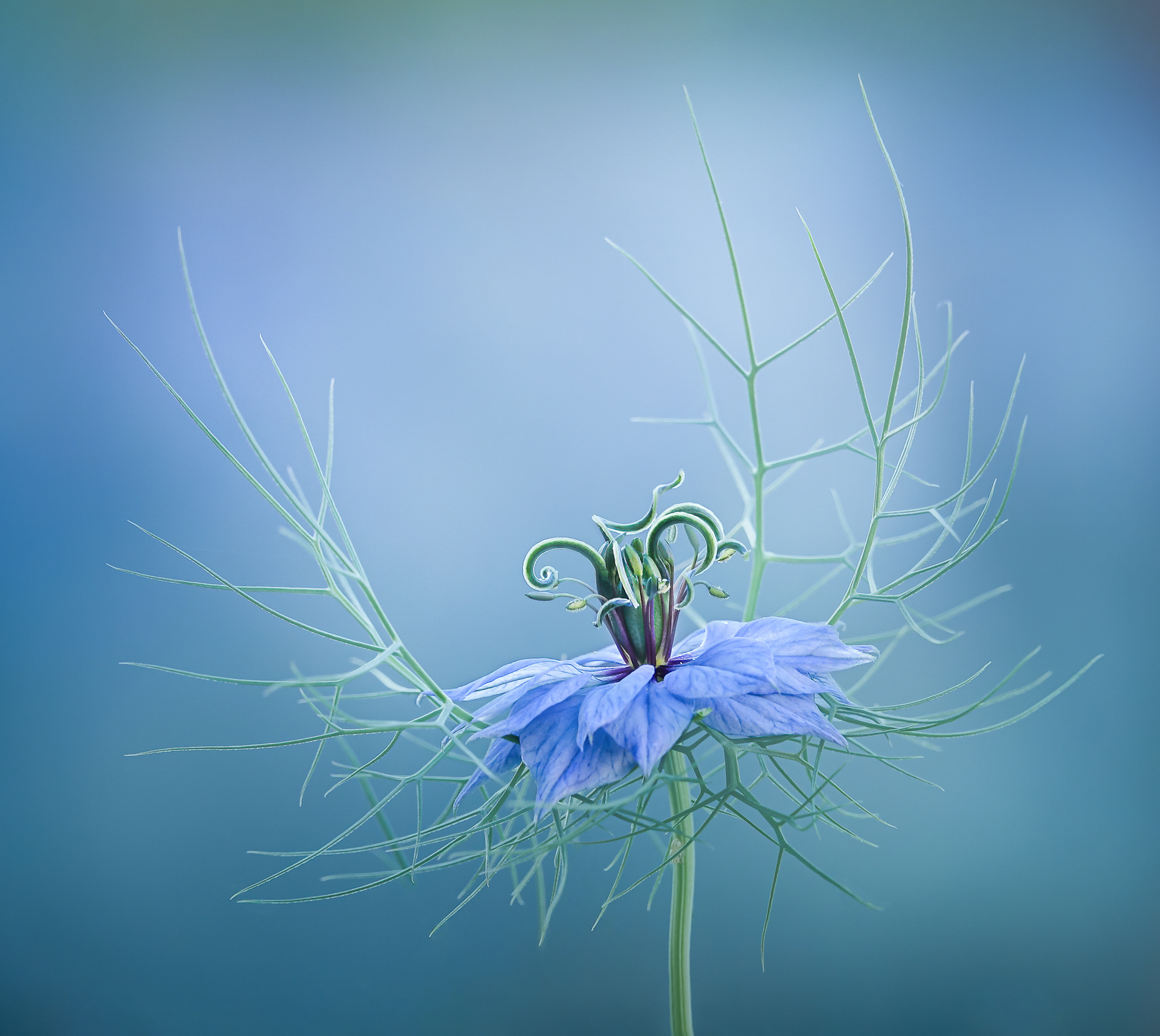 Finalist - Gordon Rae Garden Photographer of the Year 2020