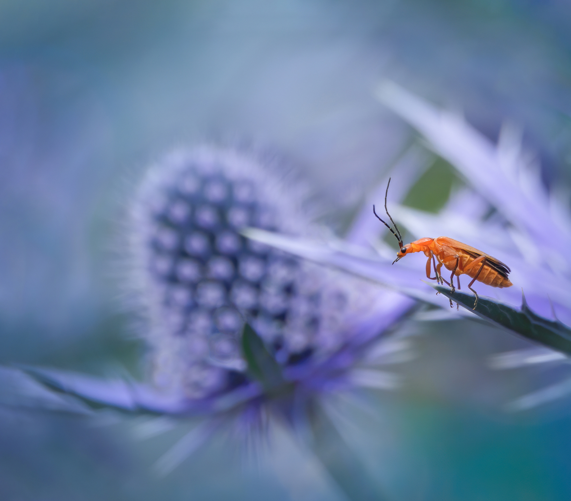 Gold Award - The Guild of Photographers