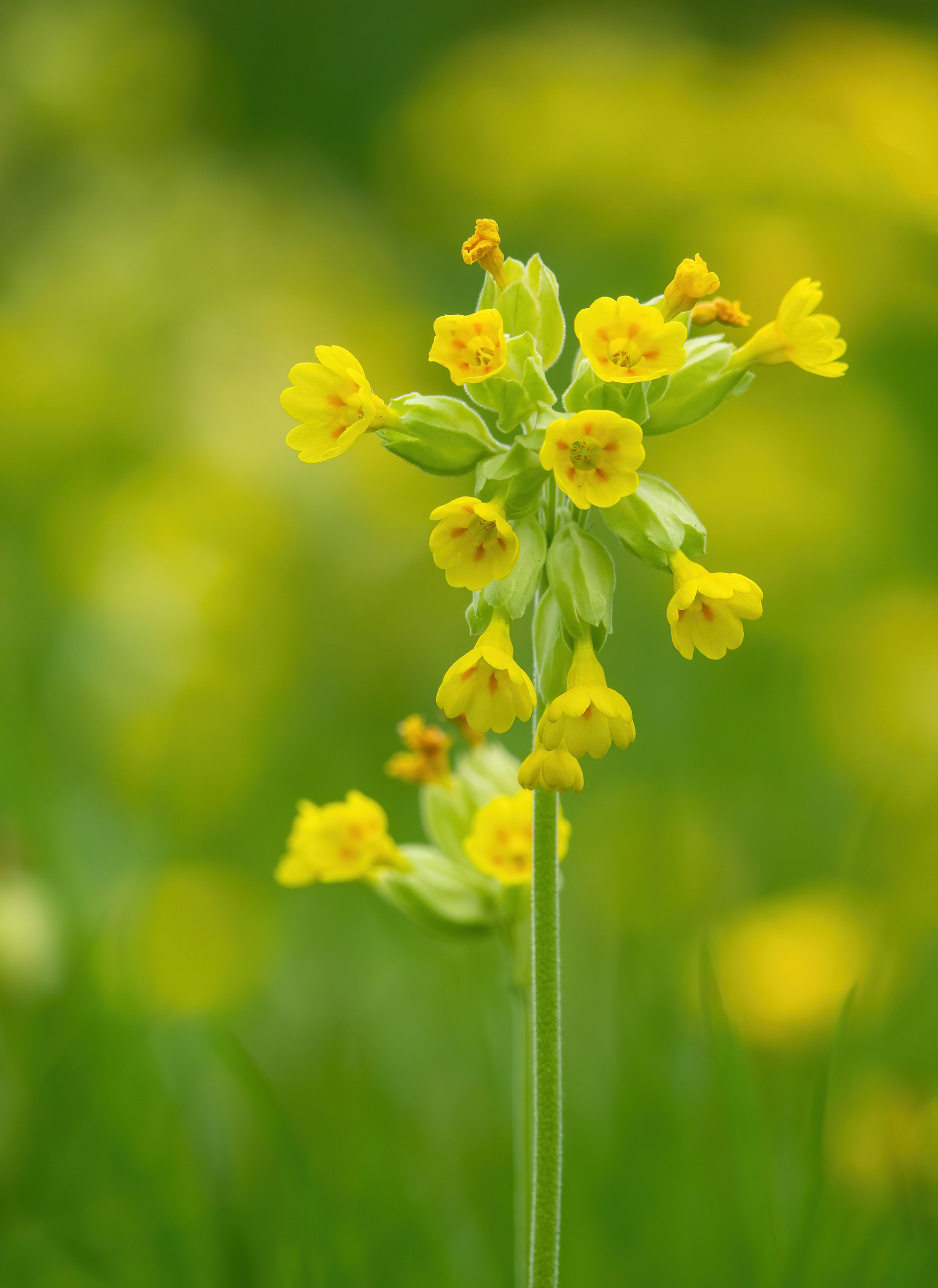 Finalist - Gordon Rae Garden Photographer of the Year 2020