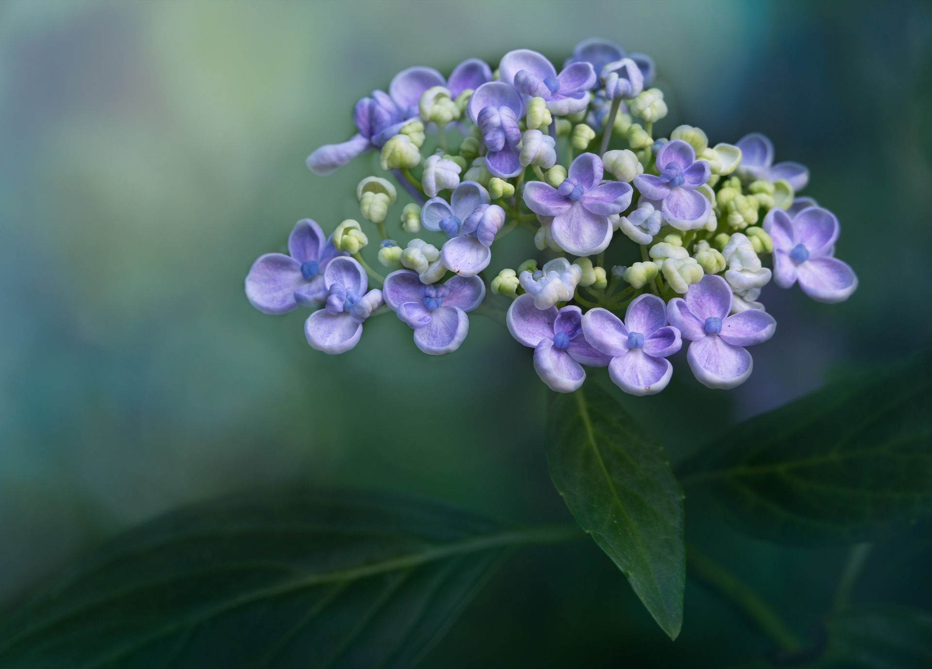 Hydrangea Portfolio #5