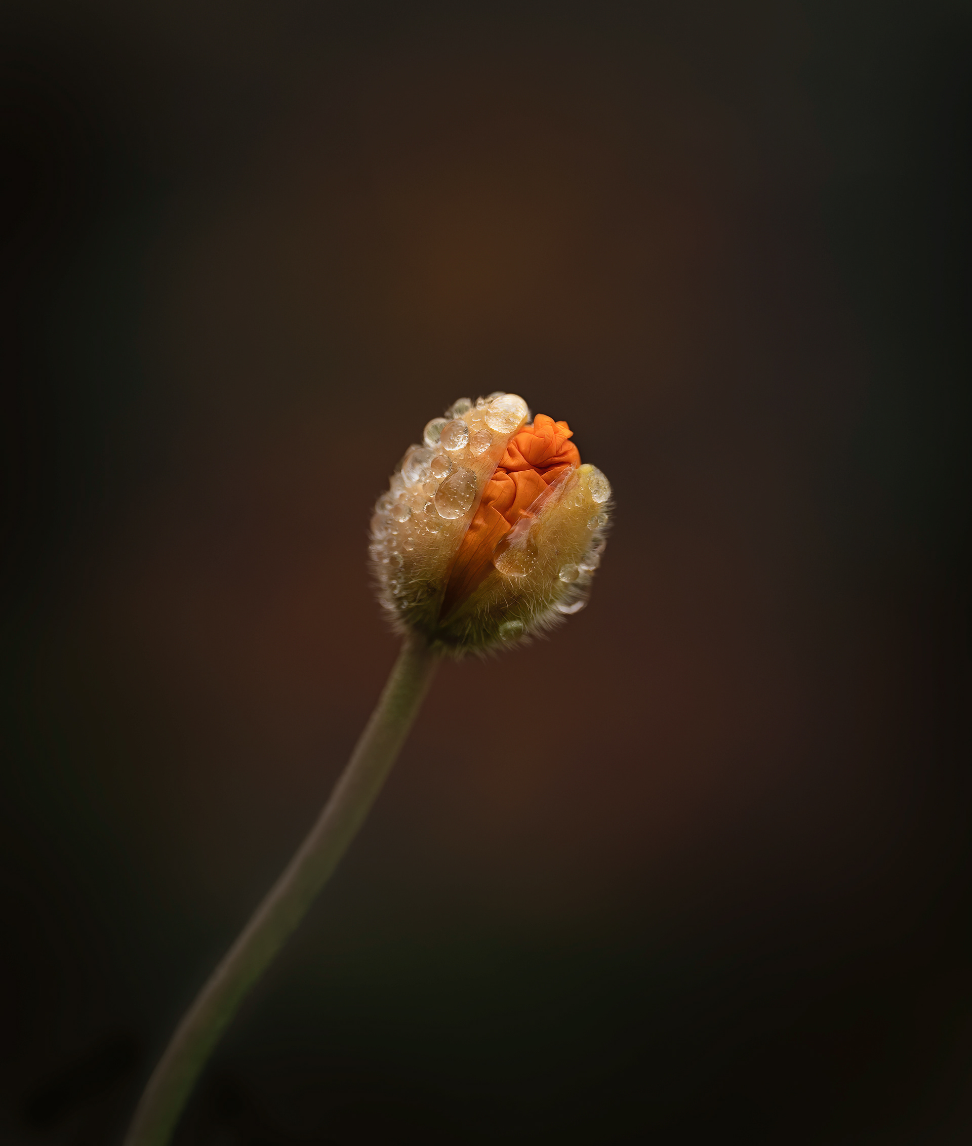 Poppy bud after Rain