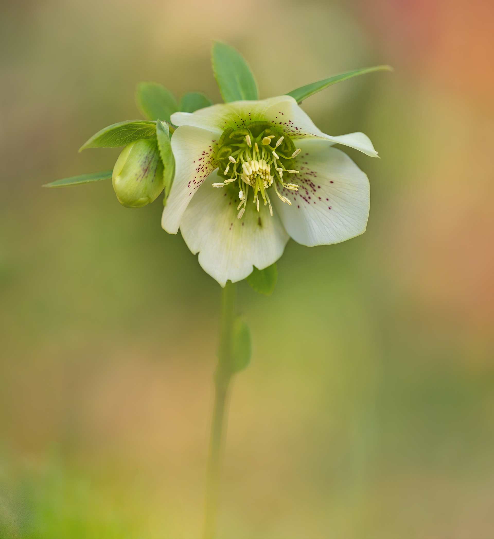 Hellebore