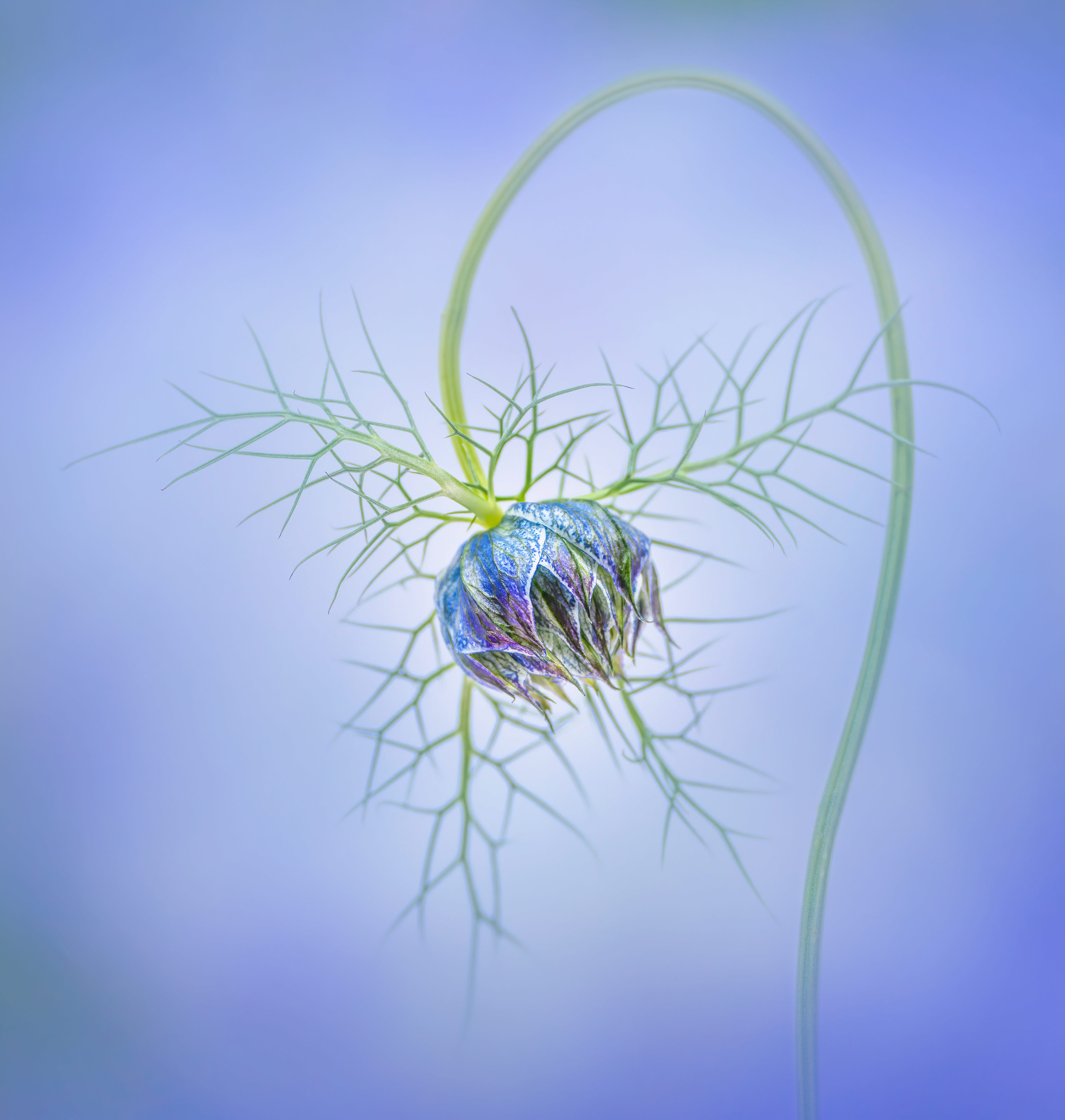 Nigella Bud