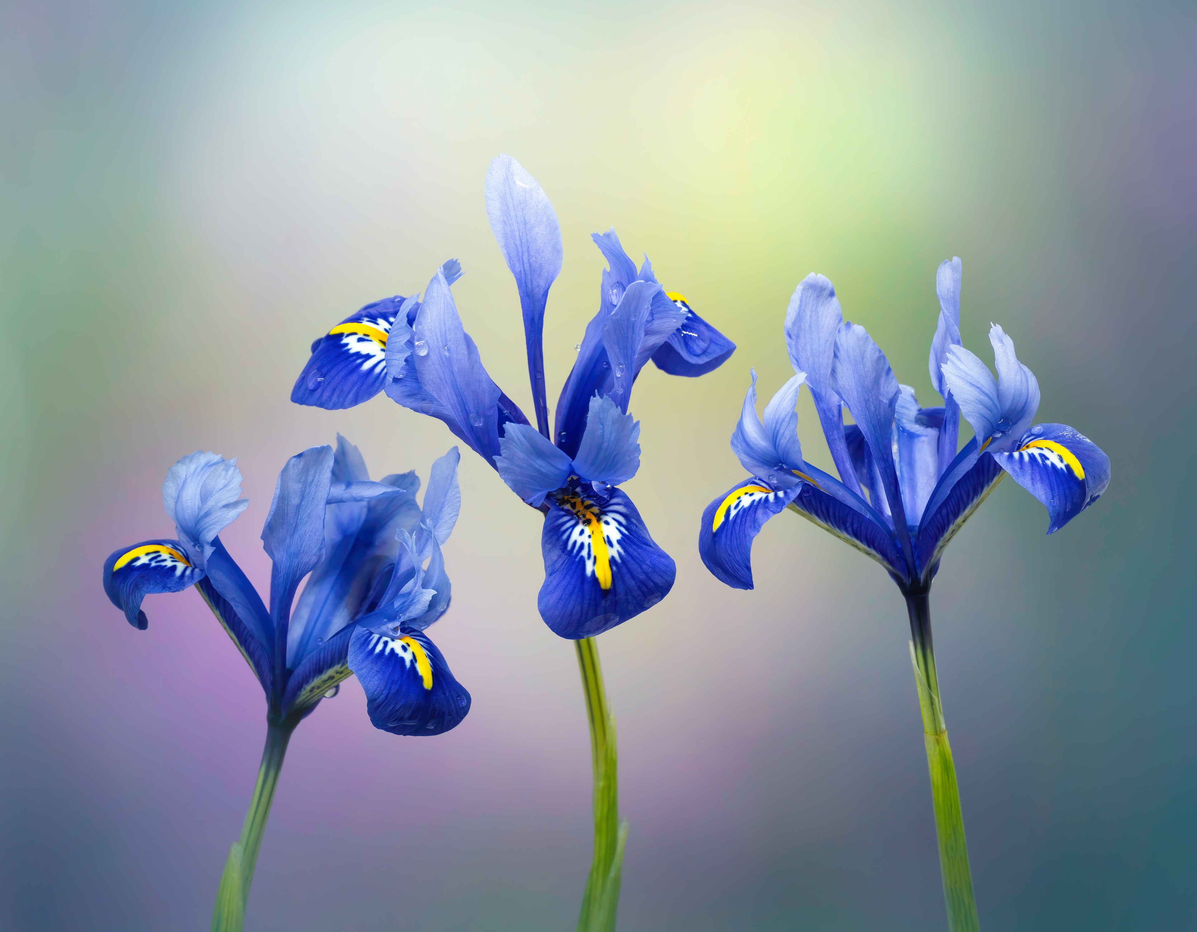 Iris Trio