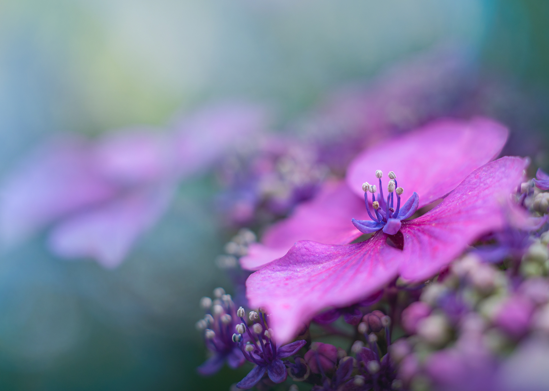 Hydrangea Portfolio #2