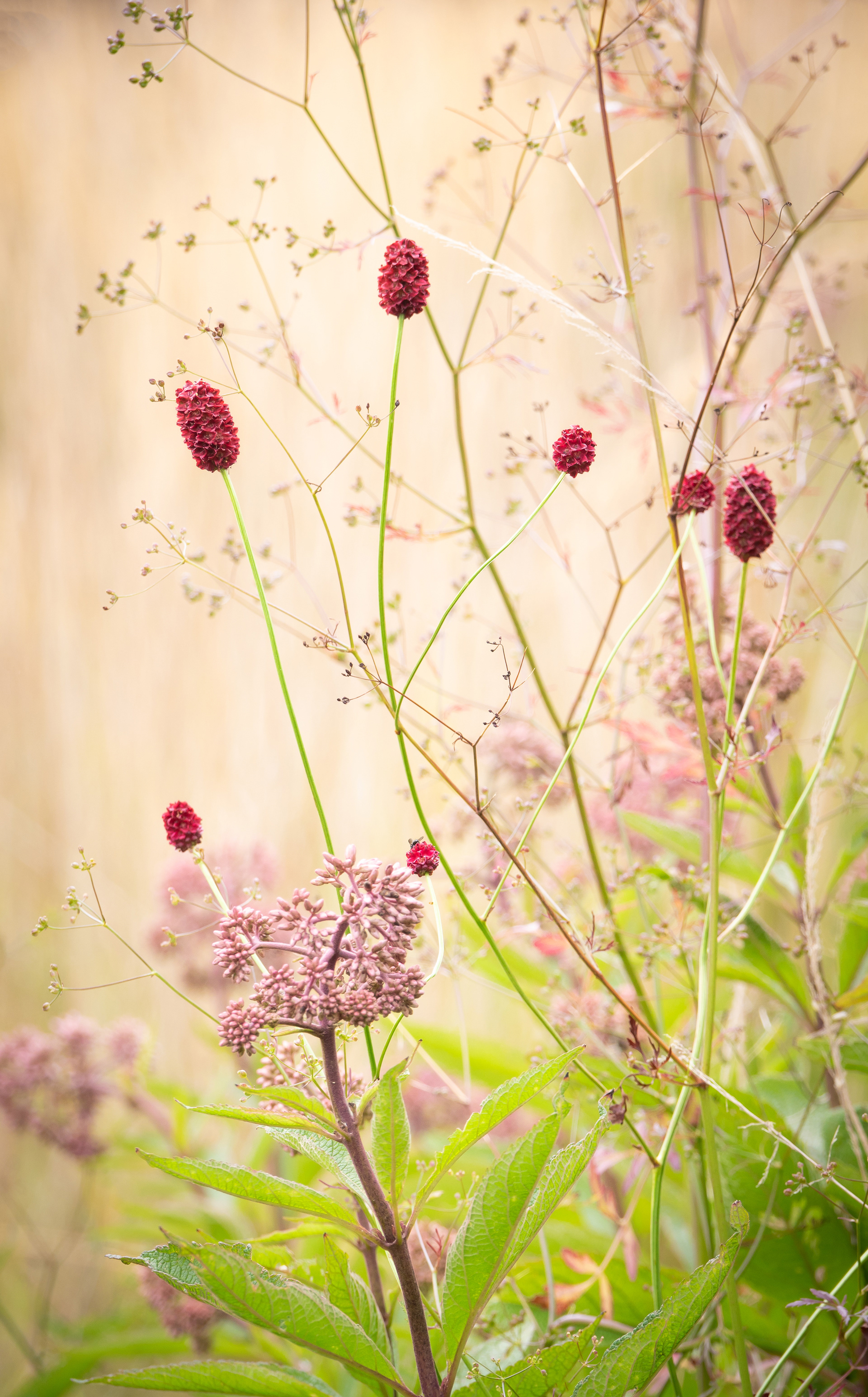 Finalist - Gordon Rae Garden Photographer of the Year 2020