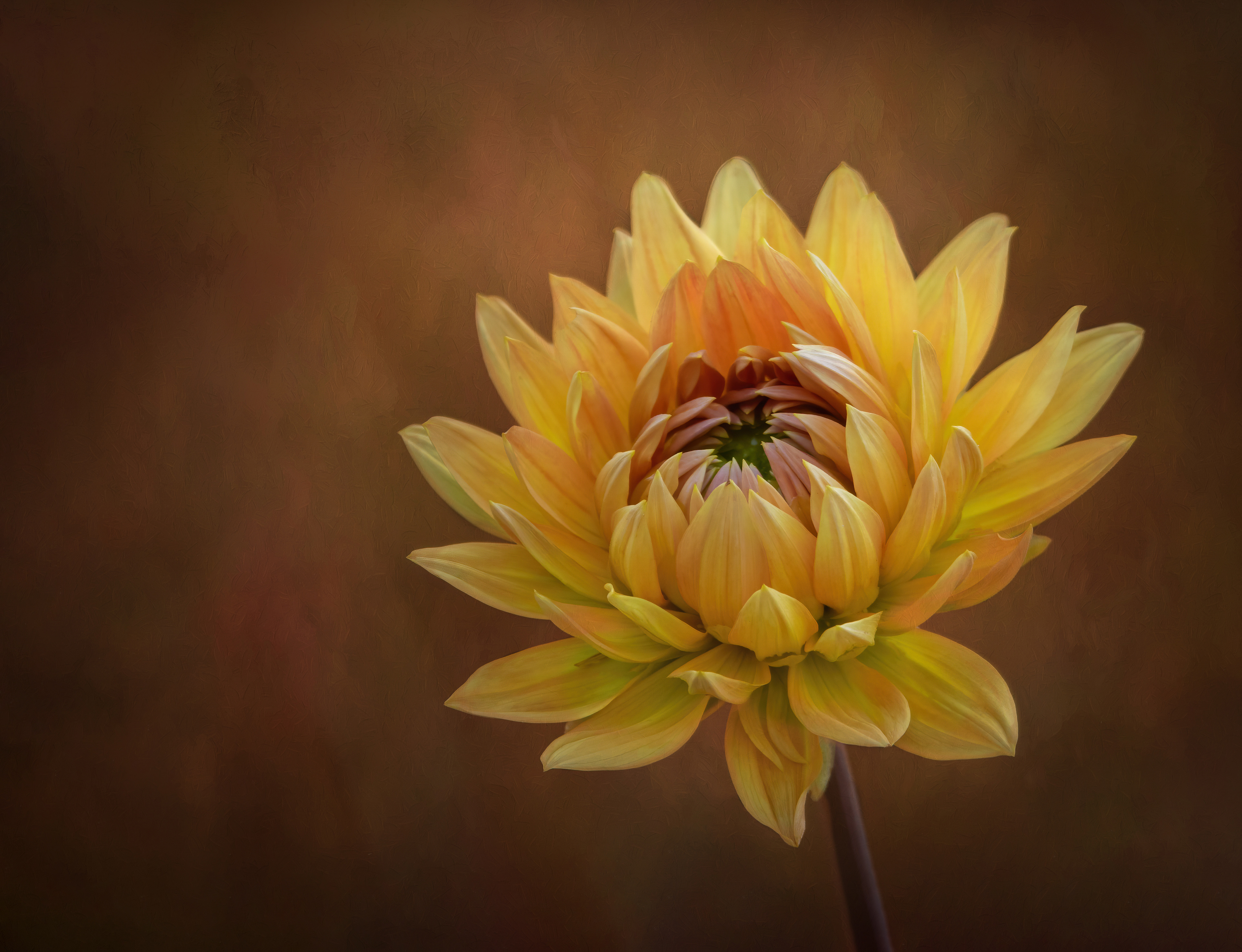 Yellow Dahlia