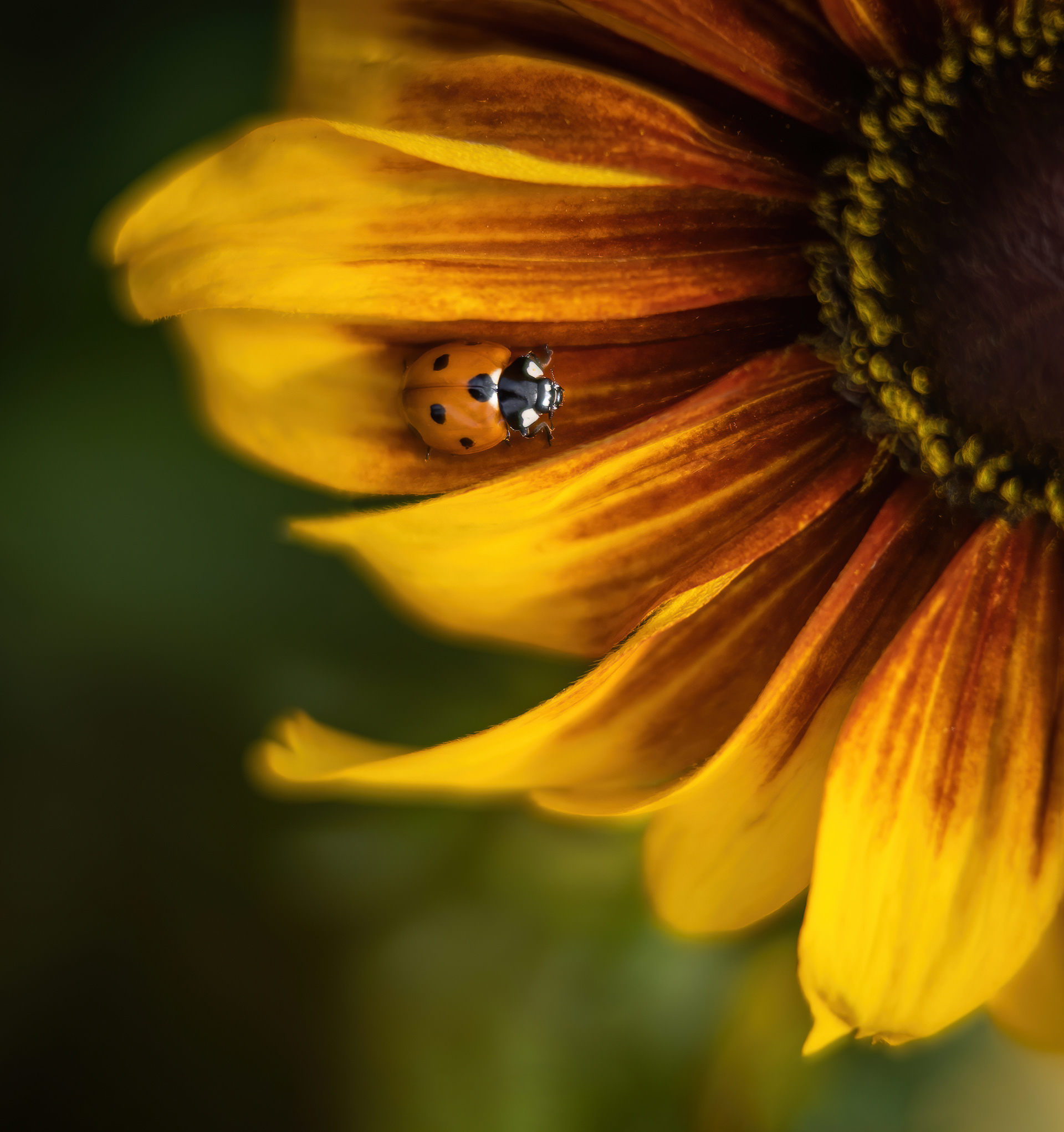 Gold Award - The Guild of Photographers