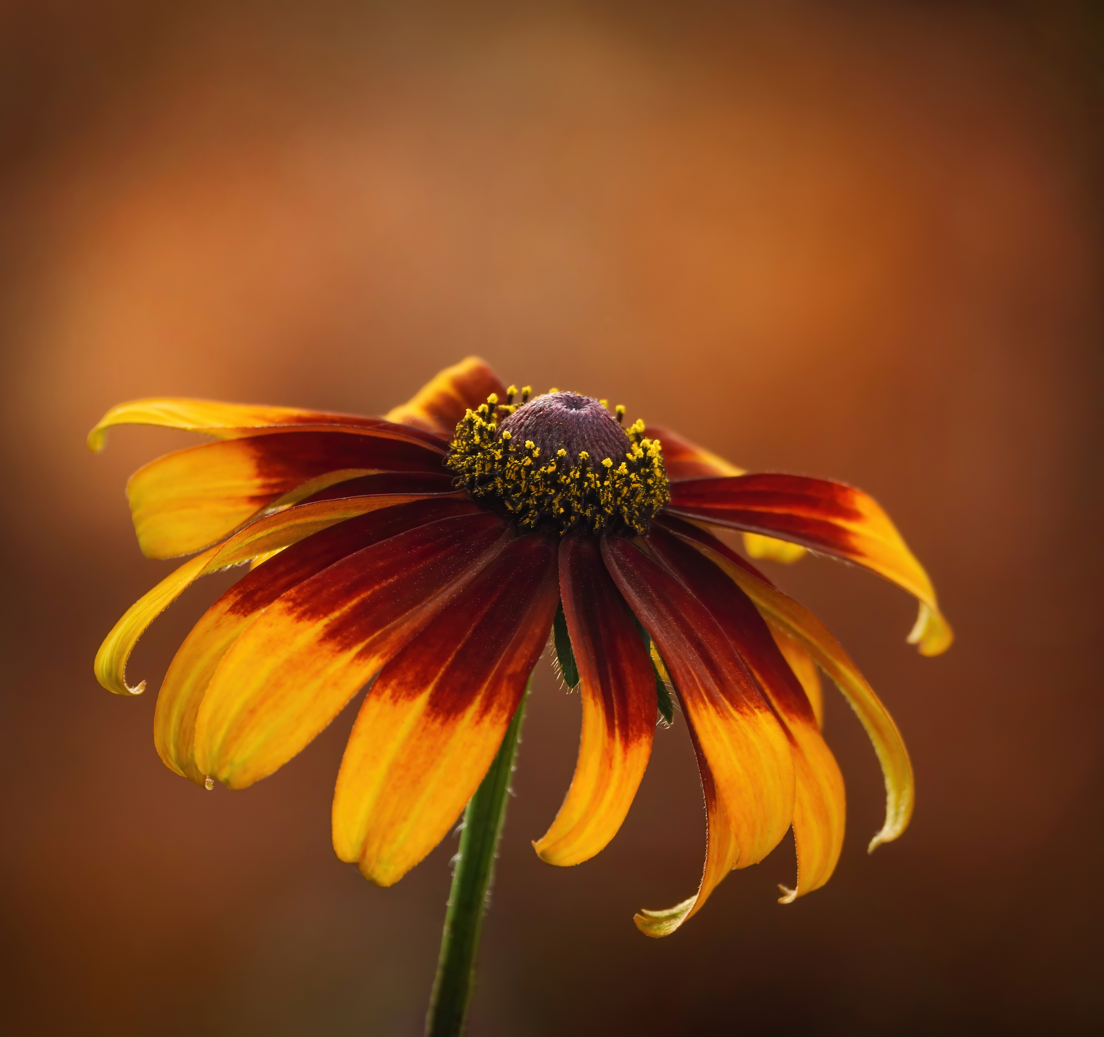 Rudbeckia at sunset