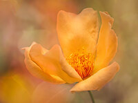 Silver Award - The Guild of Photographers