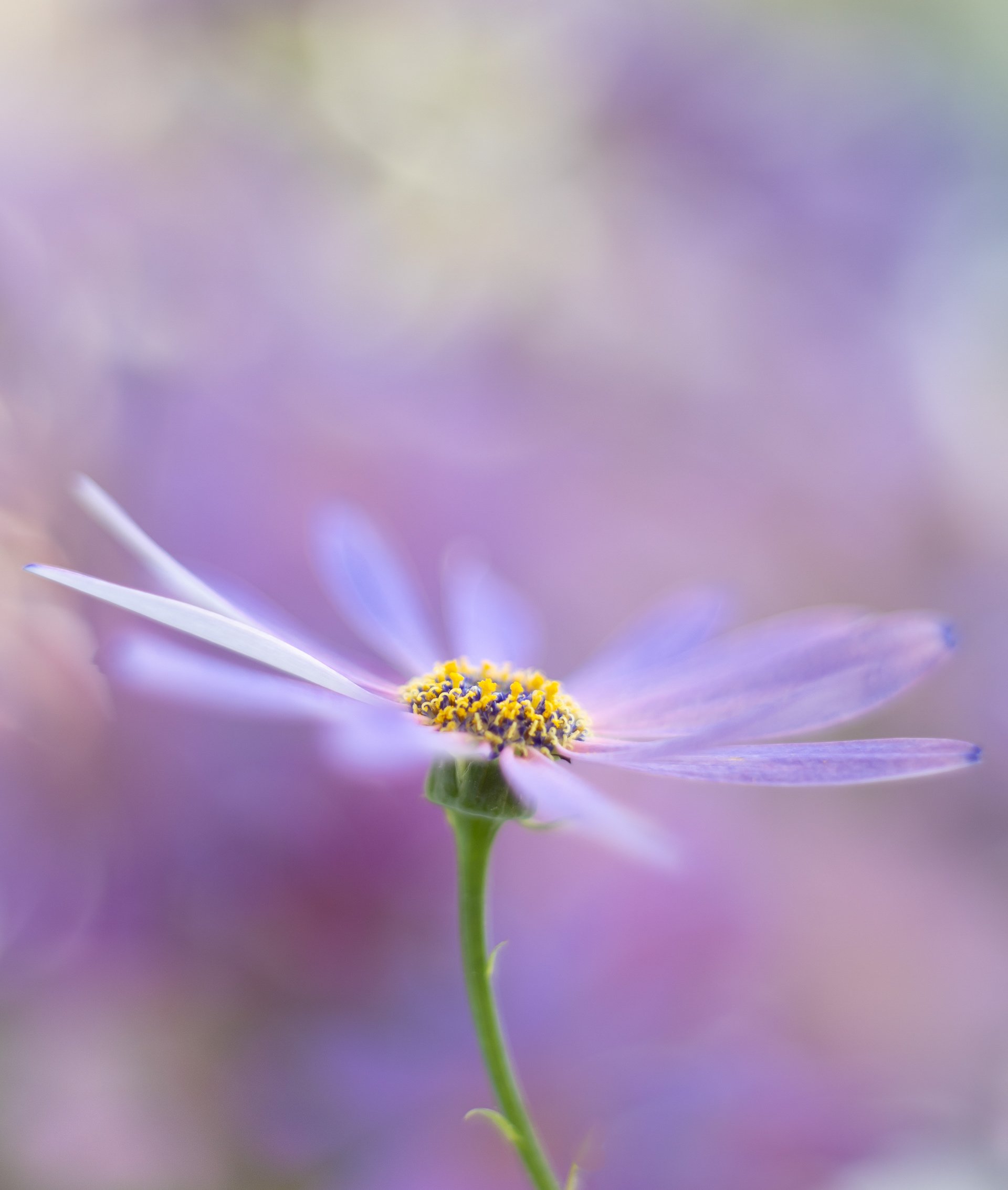 Senetti flower