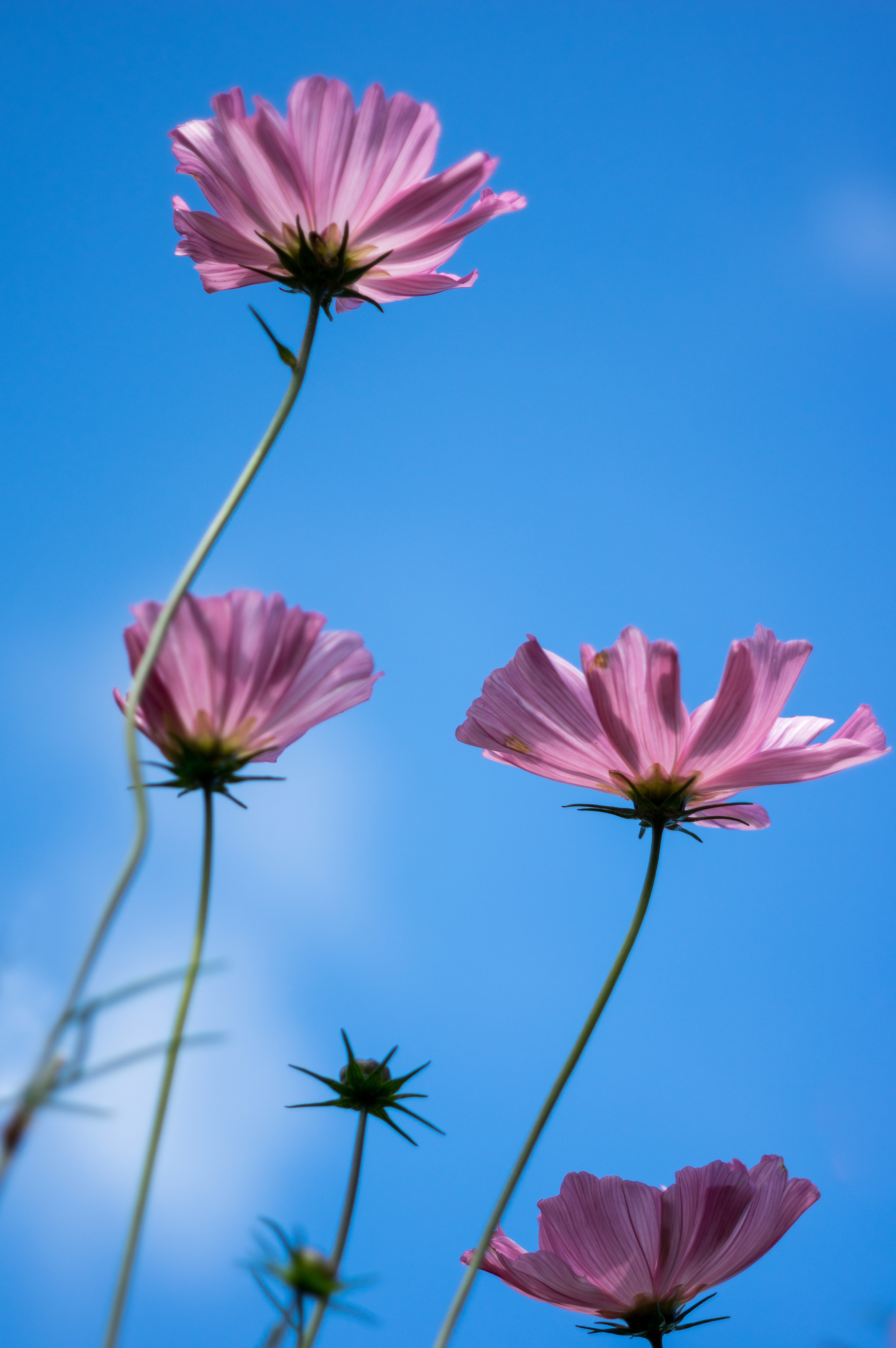Pink Cosmos