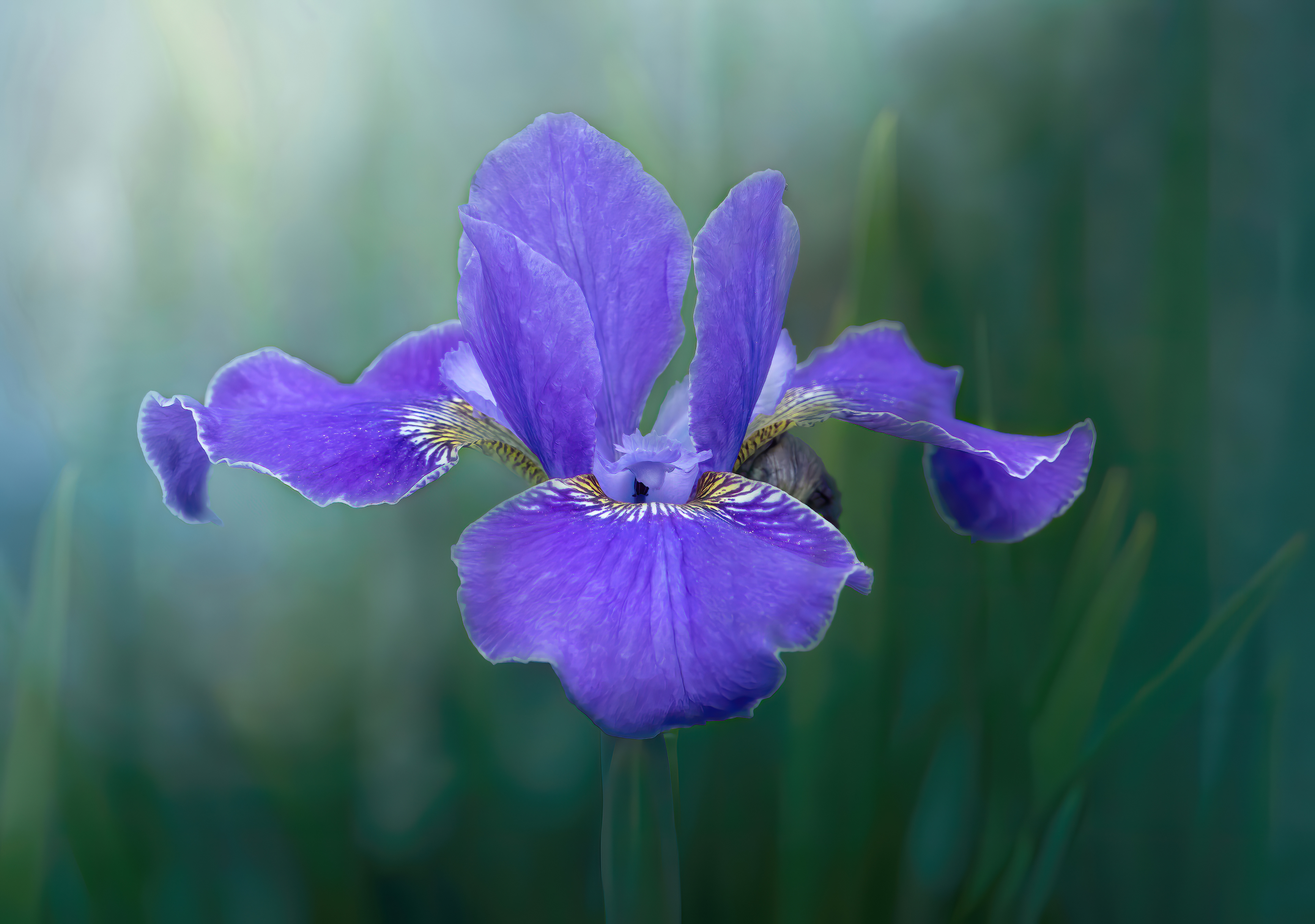 Iris Siberica