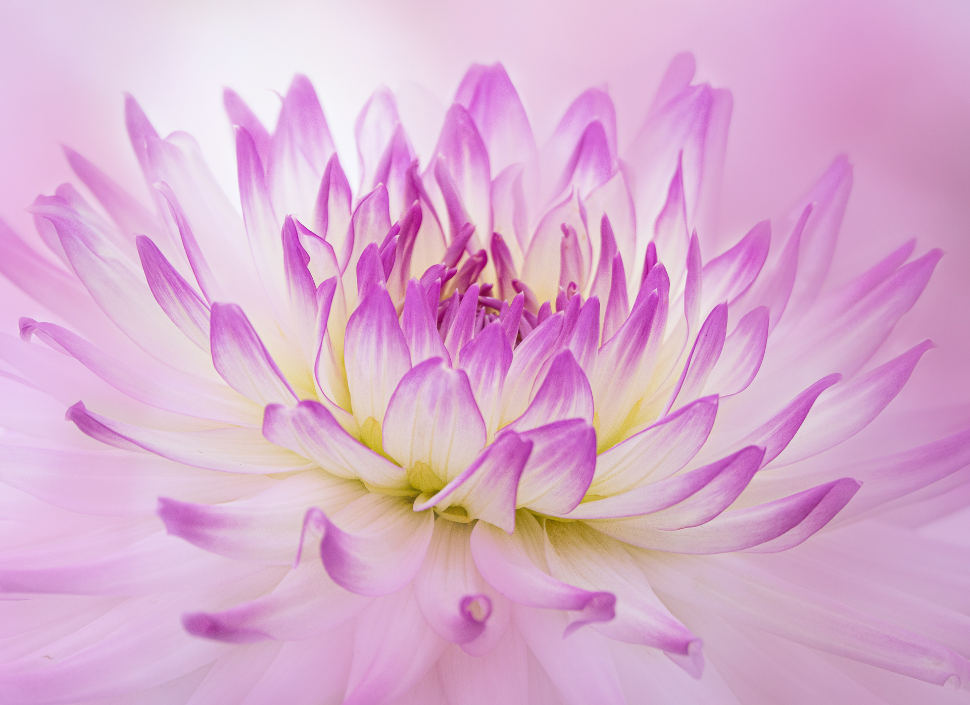 Lilac and white cactus dahlia