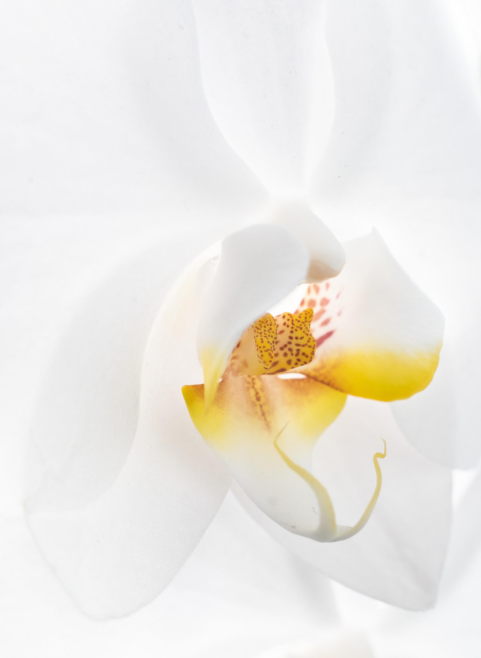 White orchid