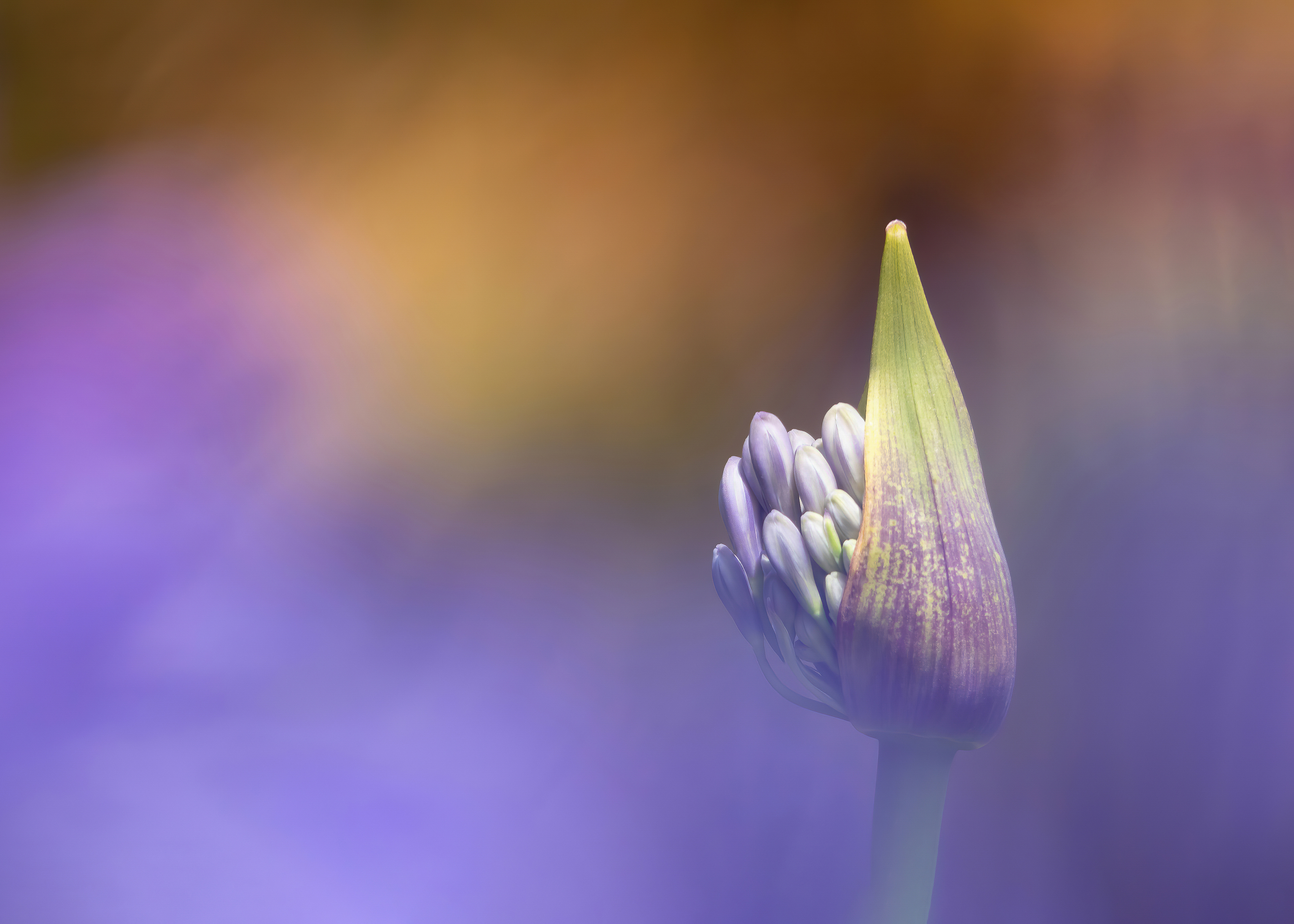 Silver Award - The Guild of Photographers