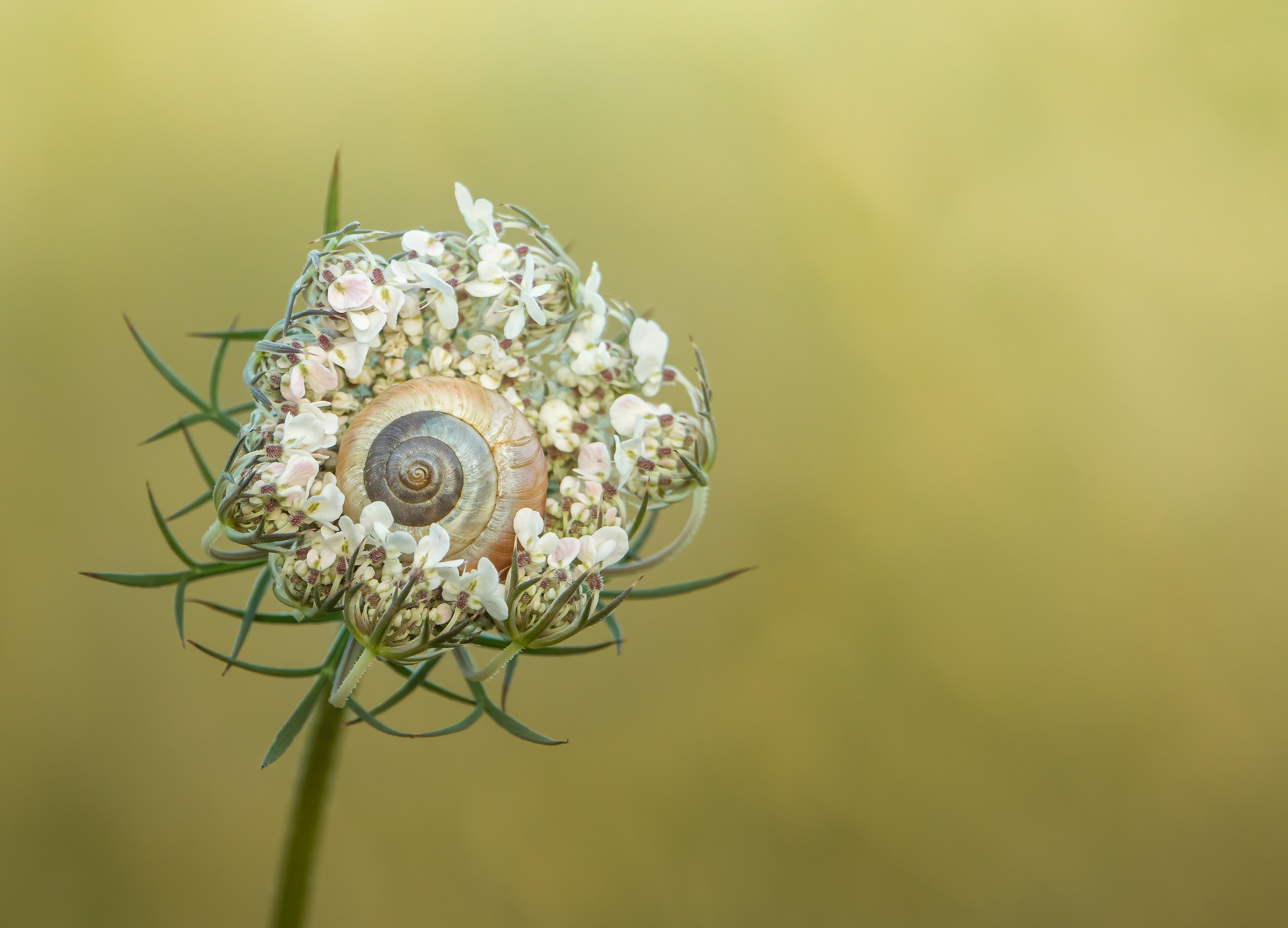 Bronze Award - The Guild of Photographers