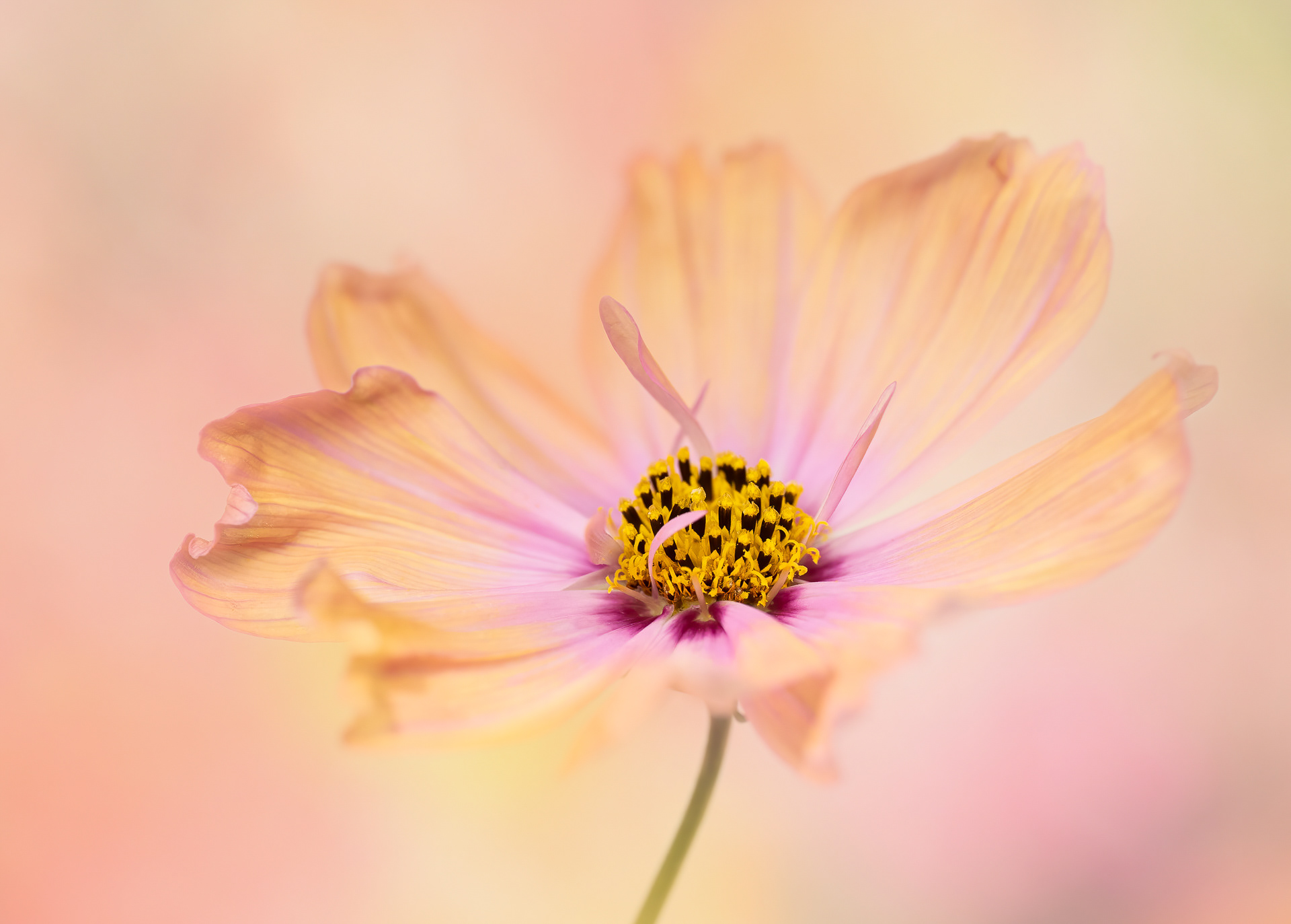 2nd place in Beauty of Plants 2023, IGPOTY