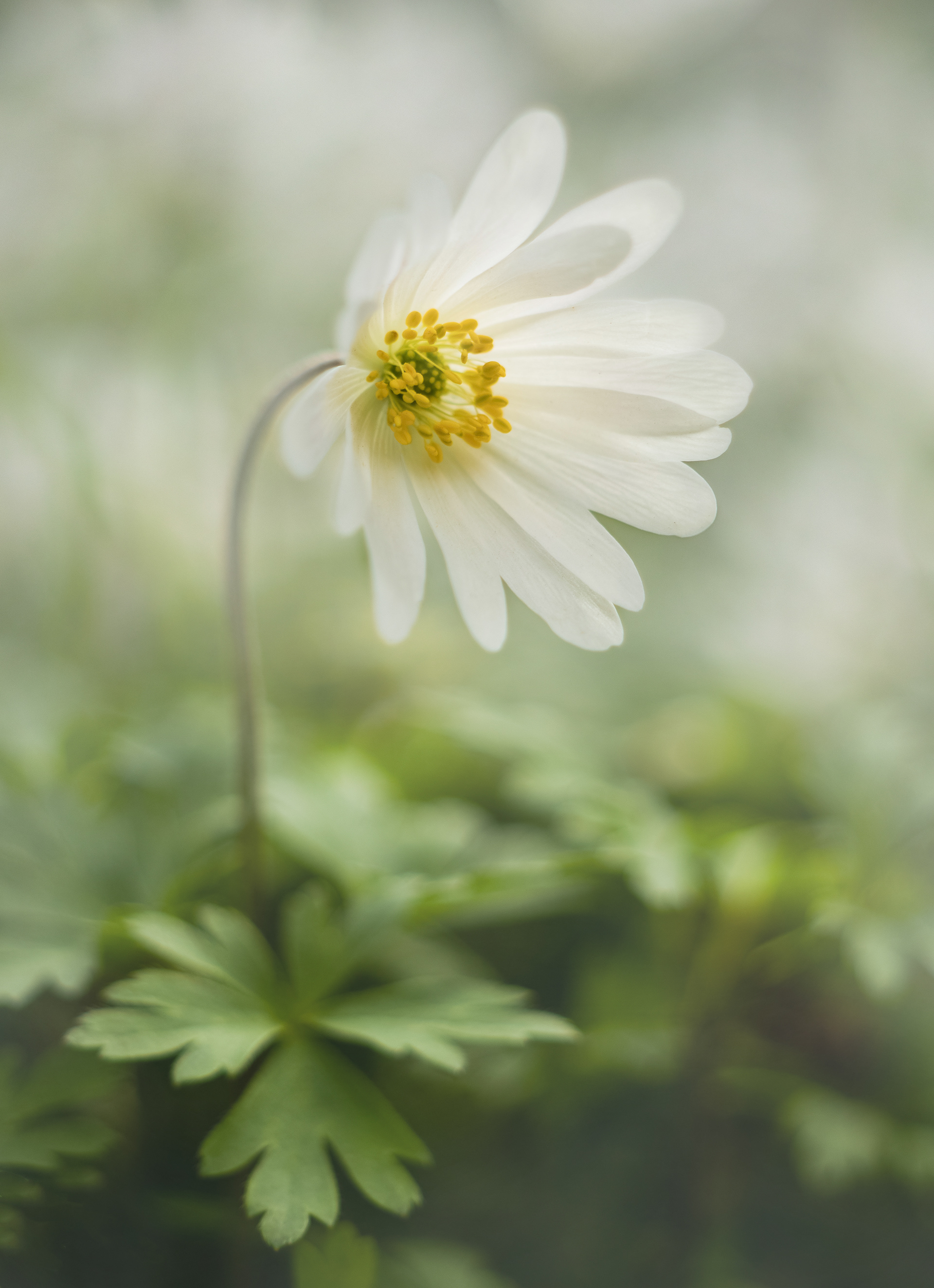 Wood anemone
