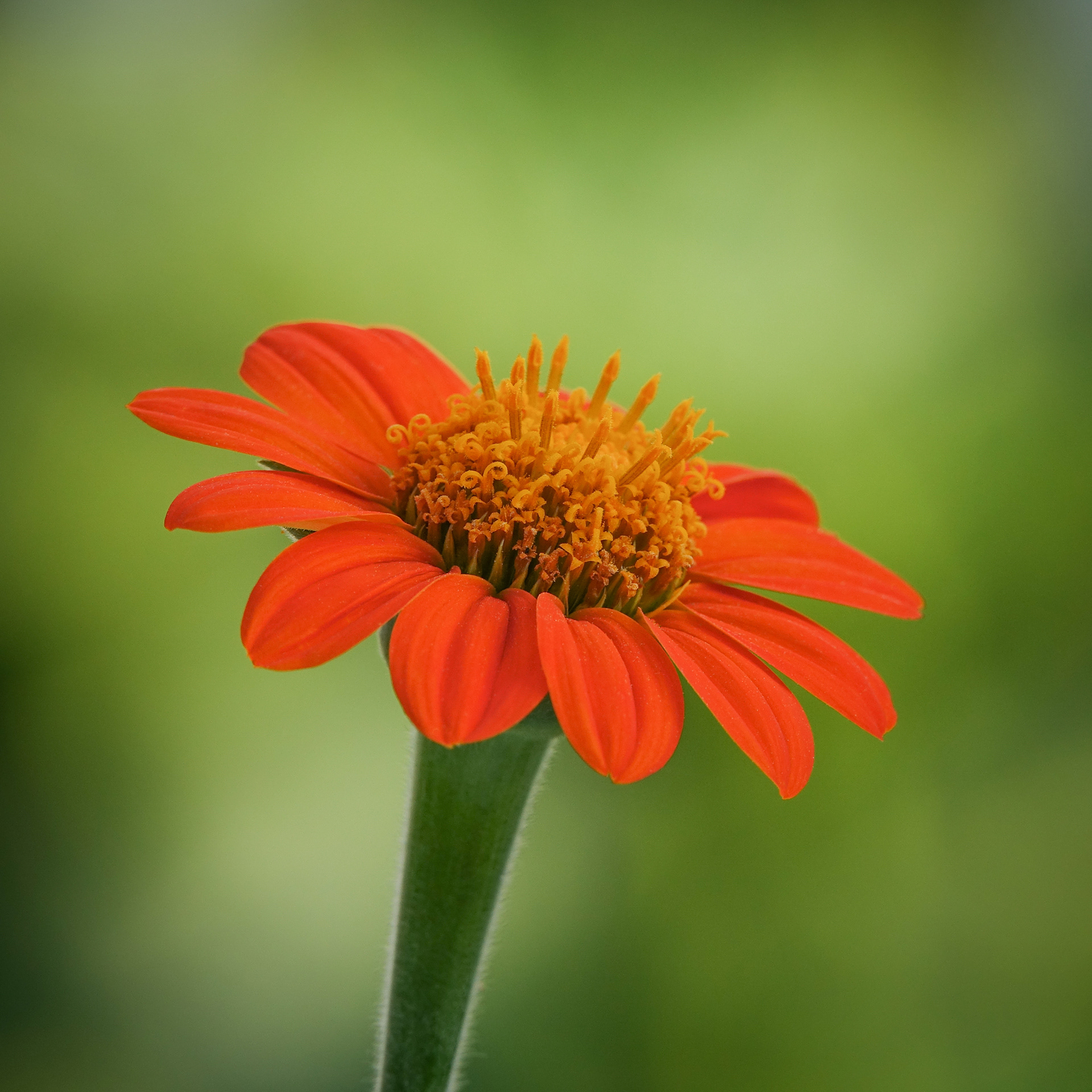 Tithonia