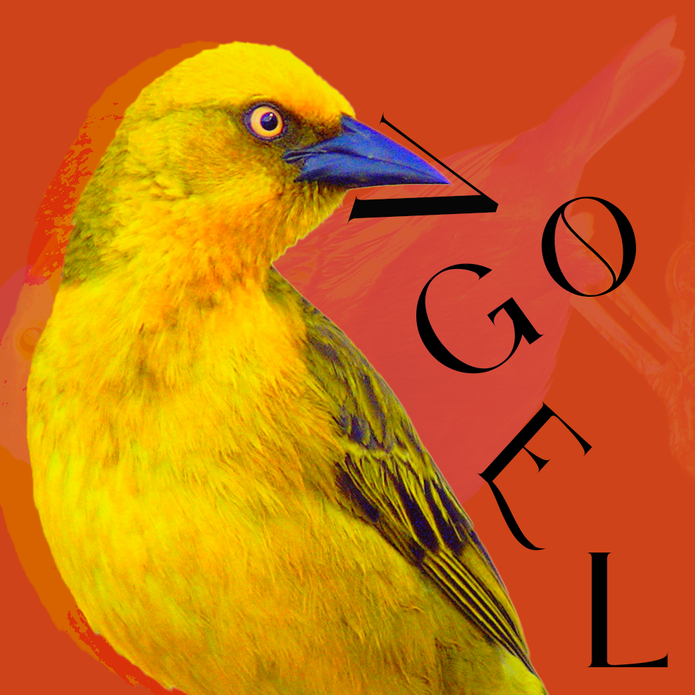 Vogel (Oiseau en Néerlandais)