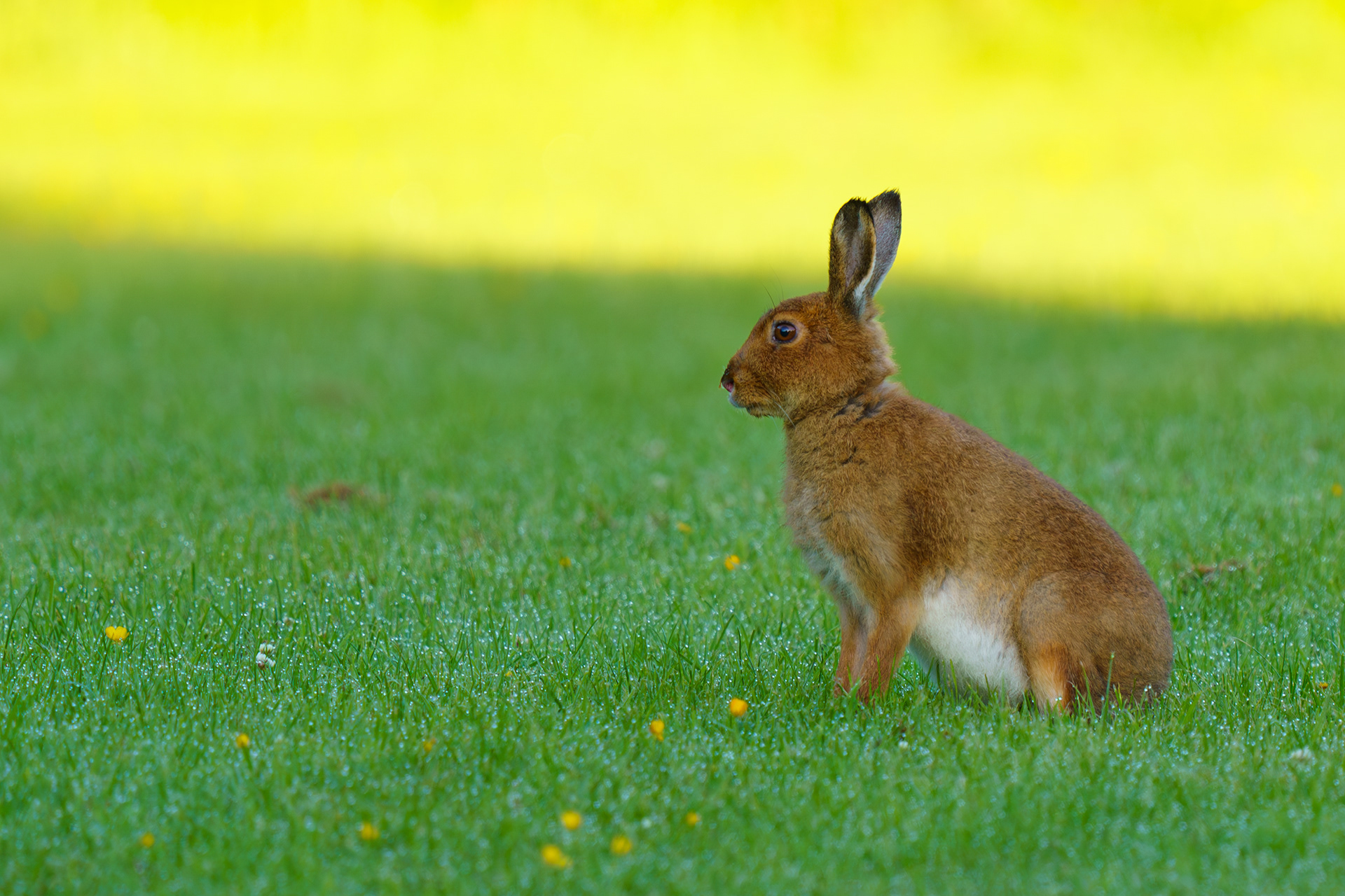 Another Wild Irish Hare County Fermanagh June 2021