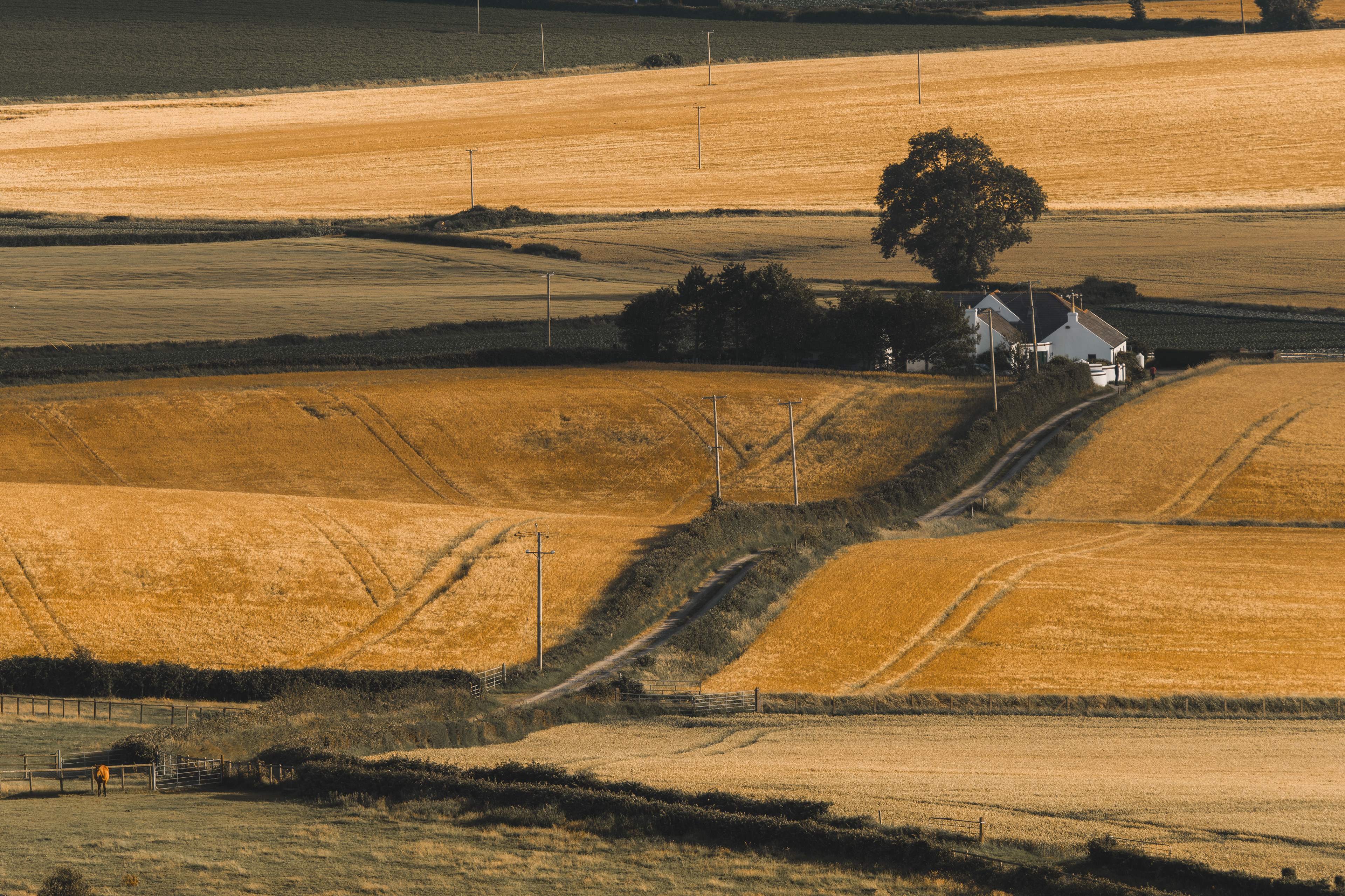 County Down Farmscape with Horse July 2019