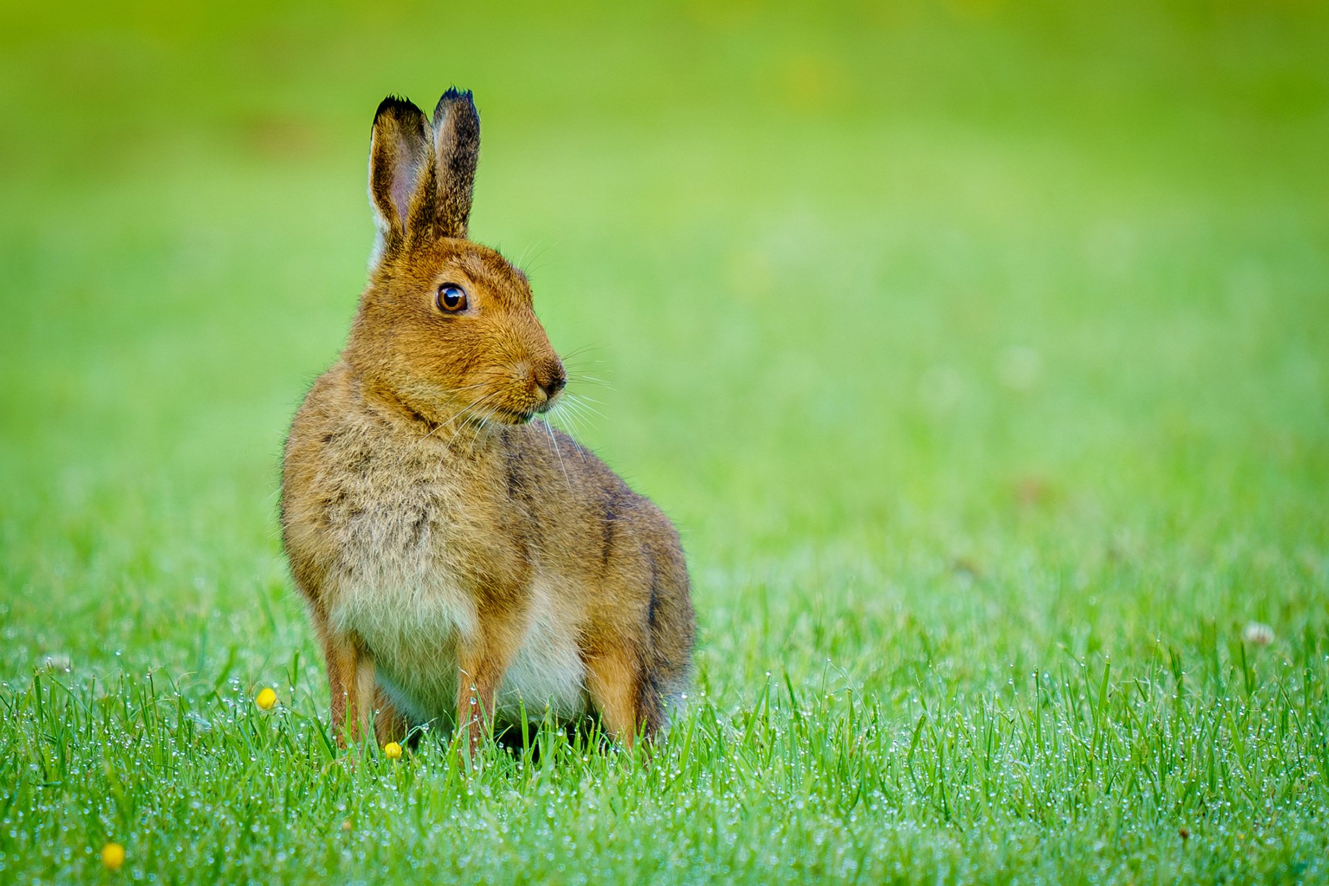 Wild Irish Hare County Fermanagh June 2021