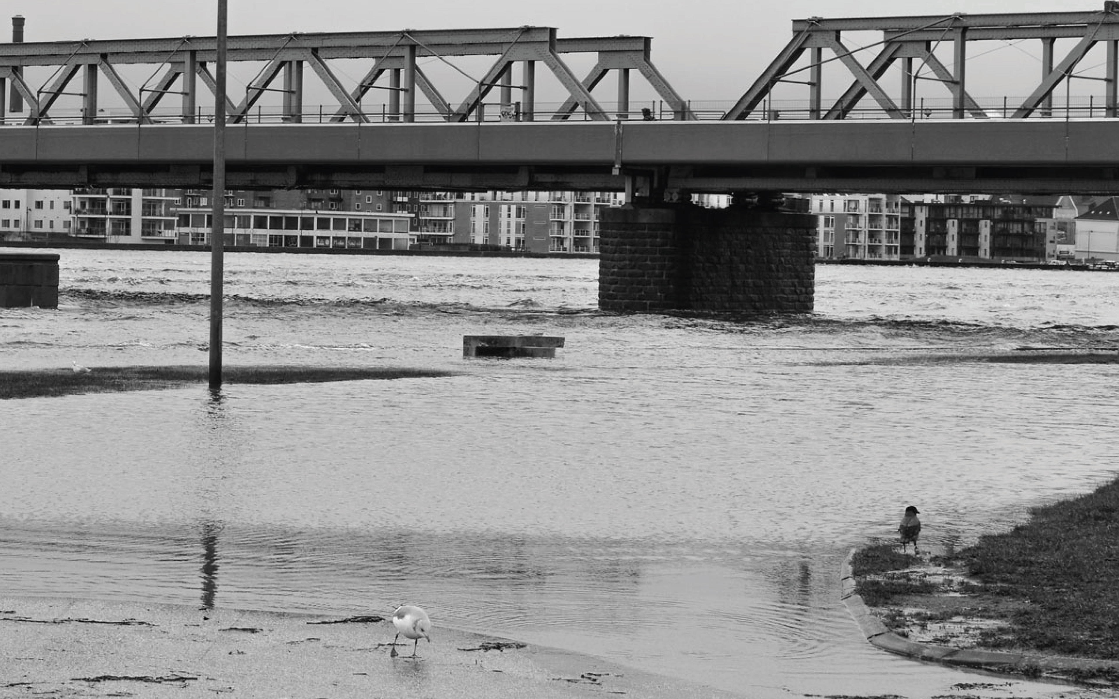 Flooding at the cultural bridge, Aalborg Vestby