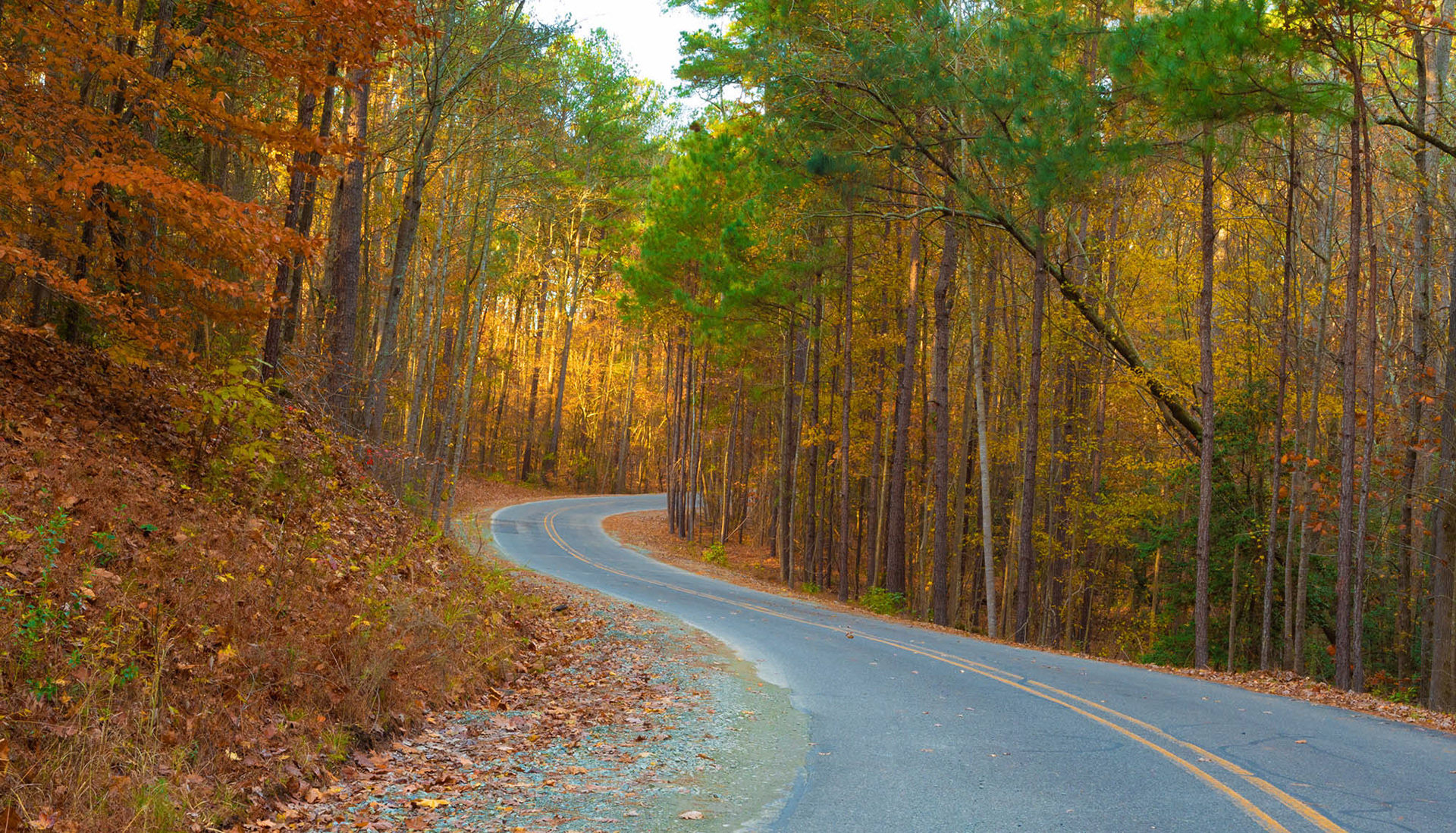 Road to Jordan Lake in North Carolina with fall color by Guy Sagi