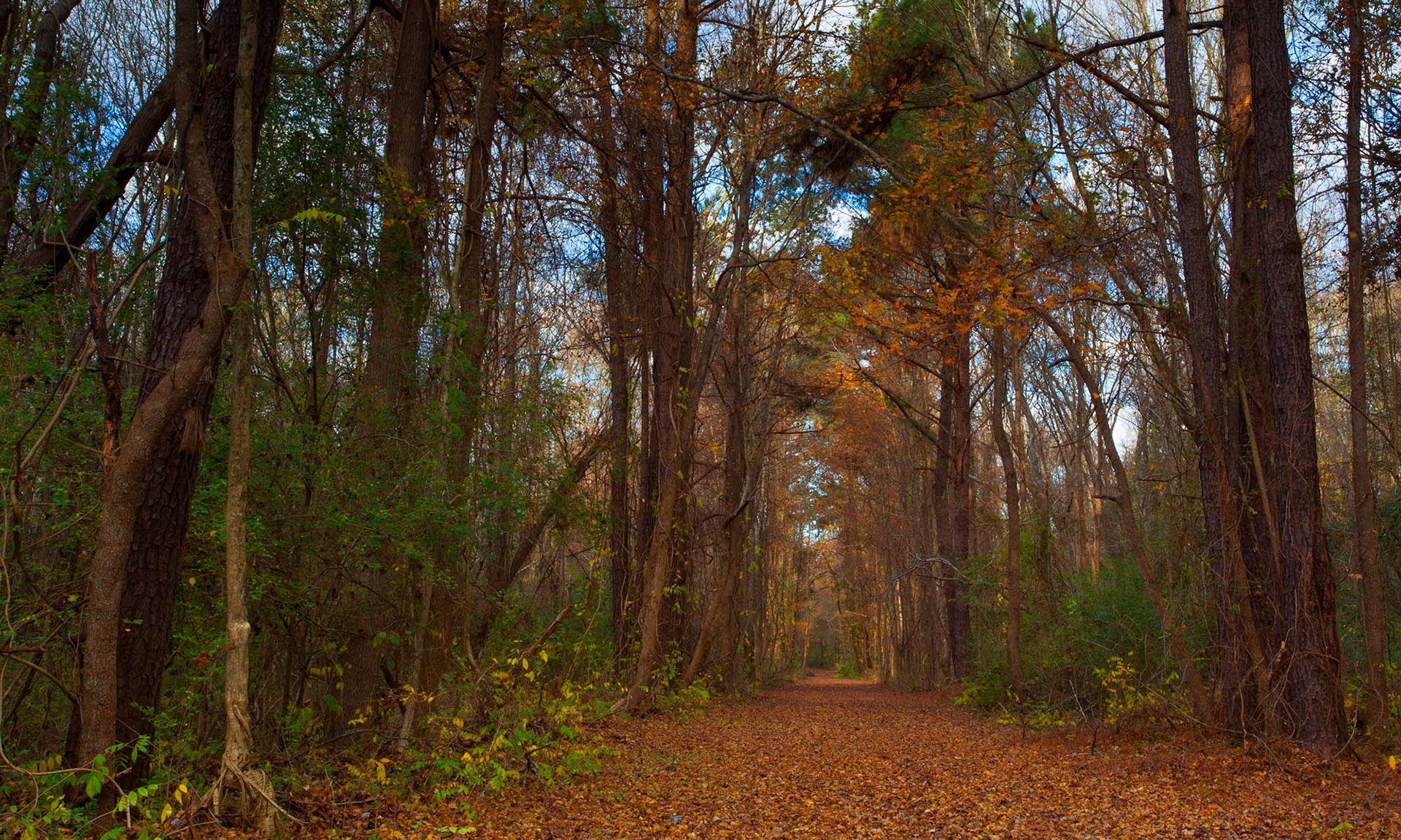 Trail near Lumber River in North Carolina in autumn by Guy Sagi
