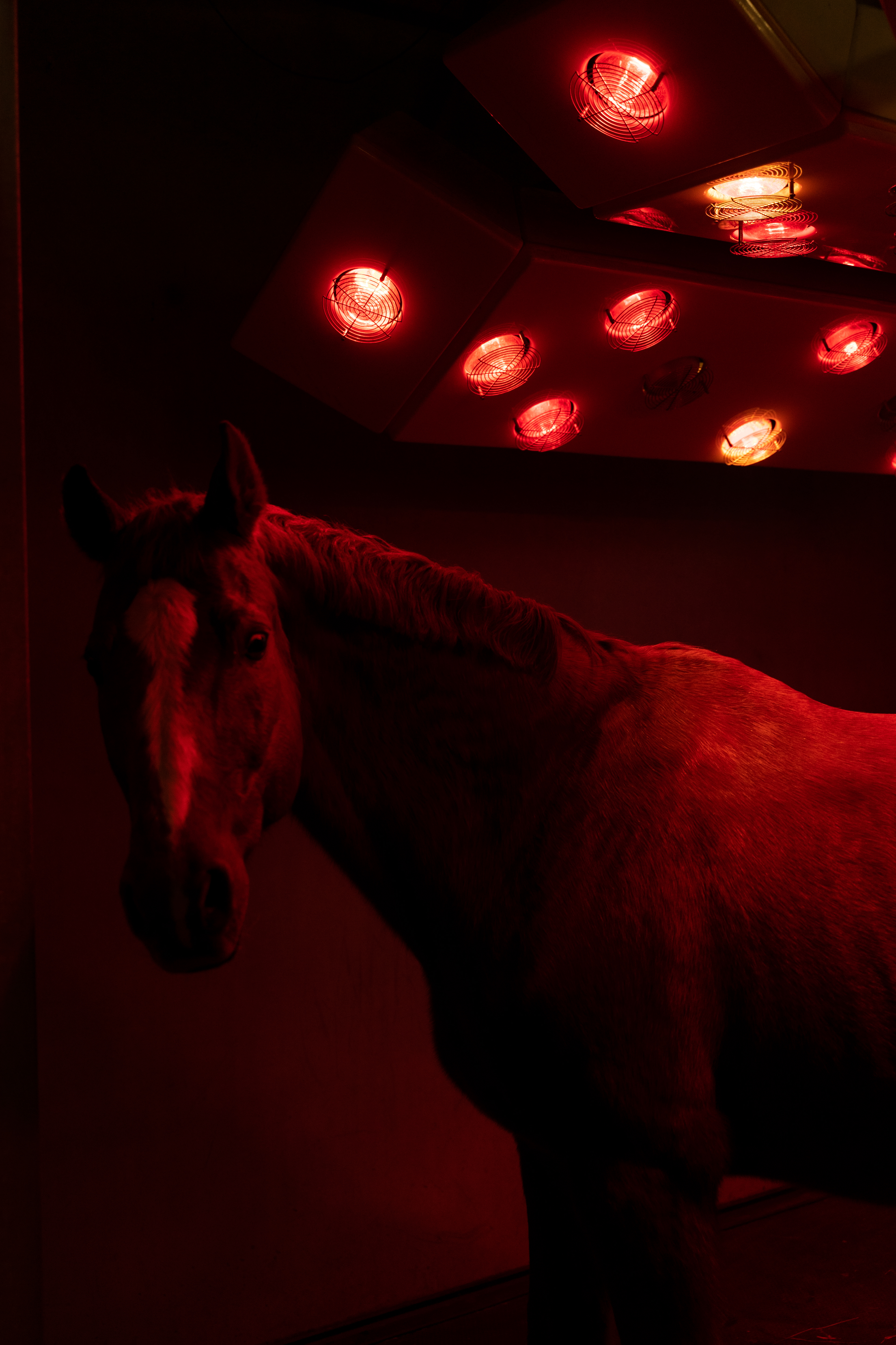 Pferdeklinik, Tierärztliche Hochschule Hannover